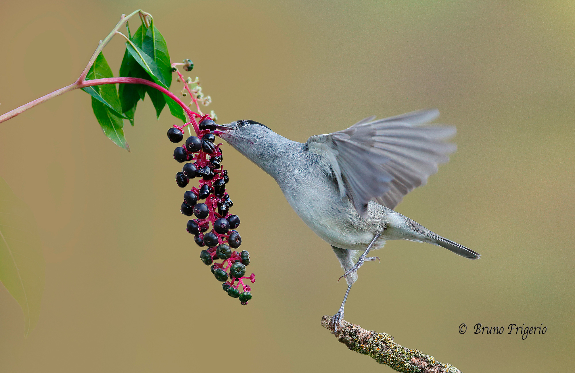 capinera e fitolacca