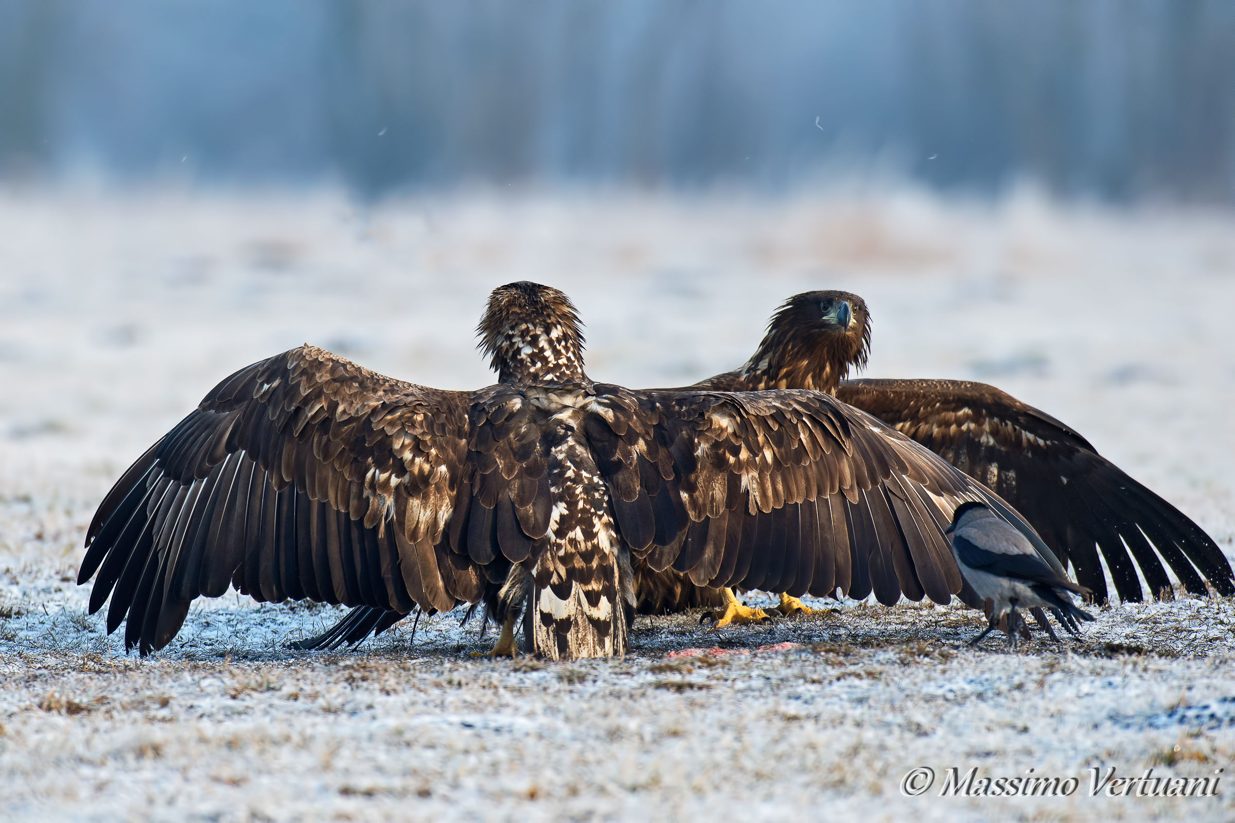 Fronte..... Retro....