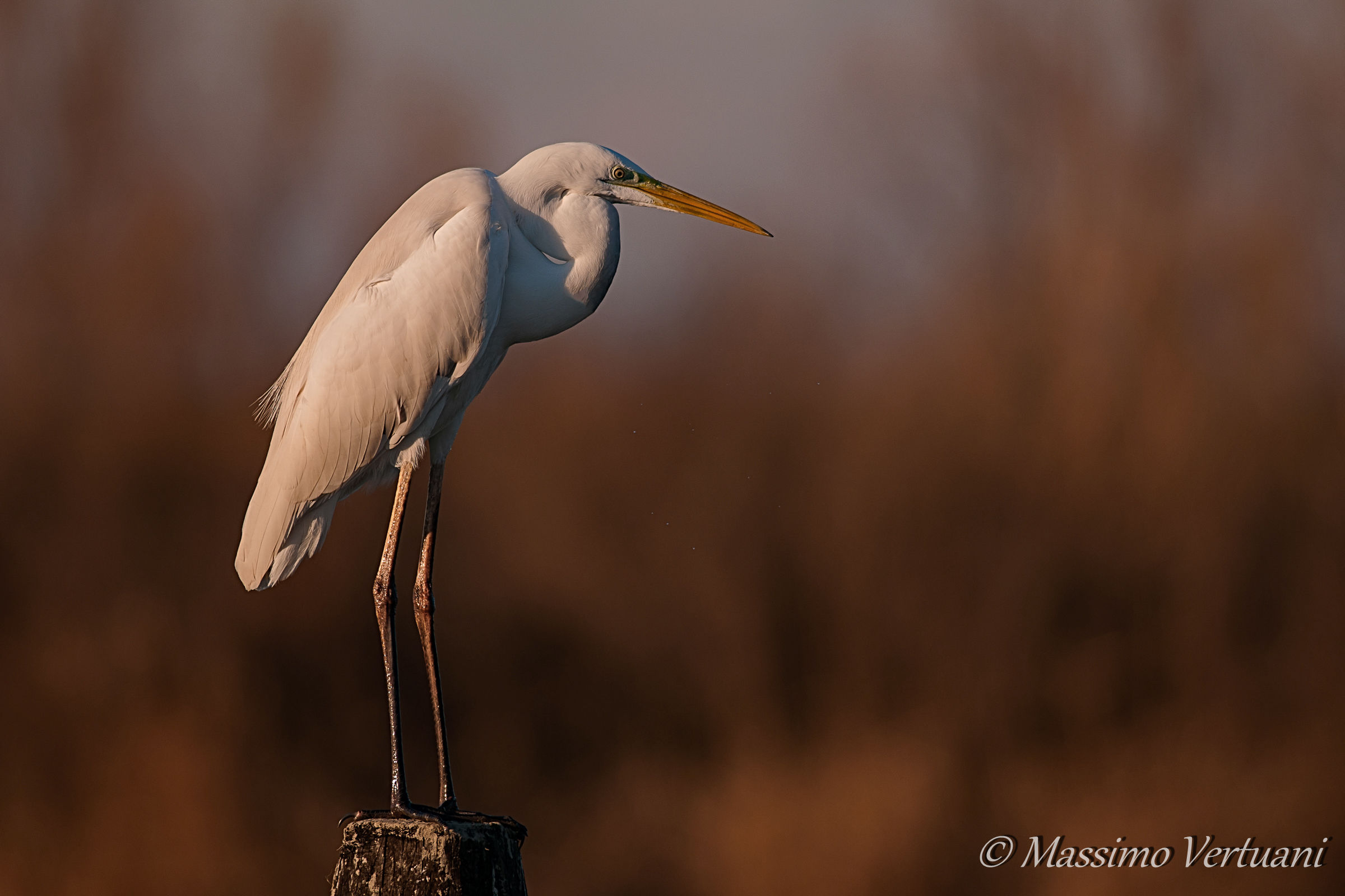 Greater White Heron