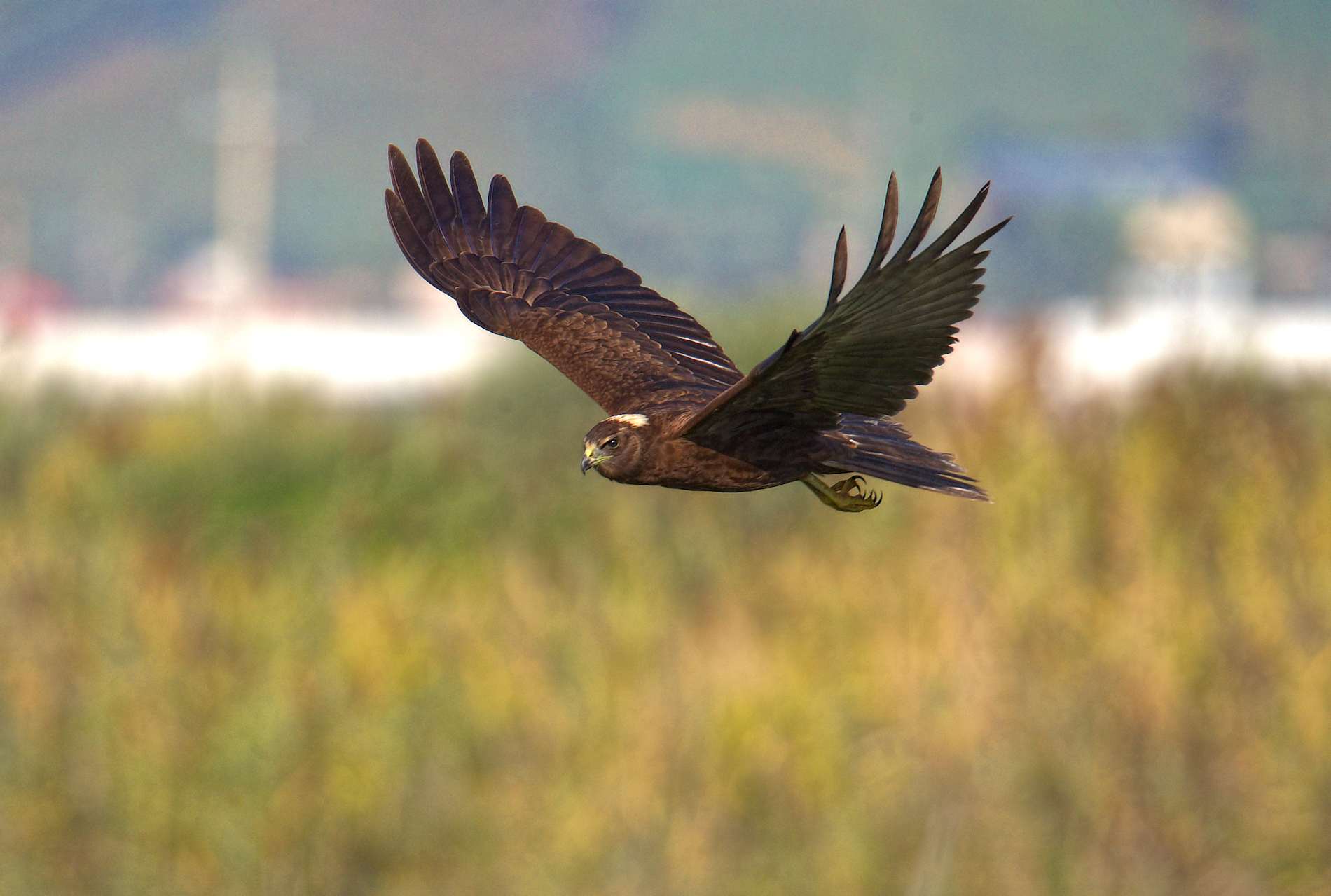 Marsh Hawk