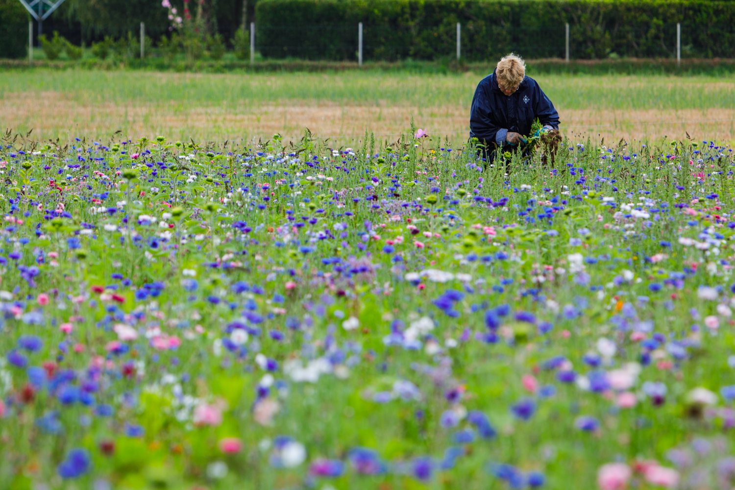 Campo di fiori di Brignogan-Plage