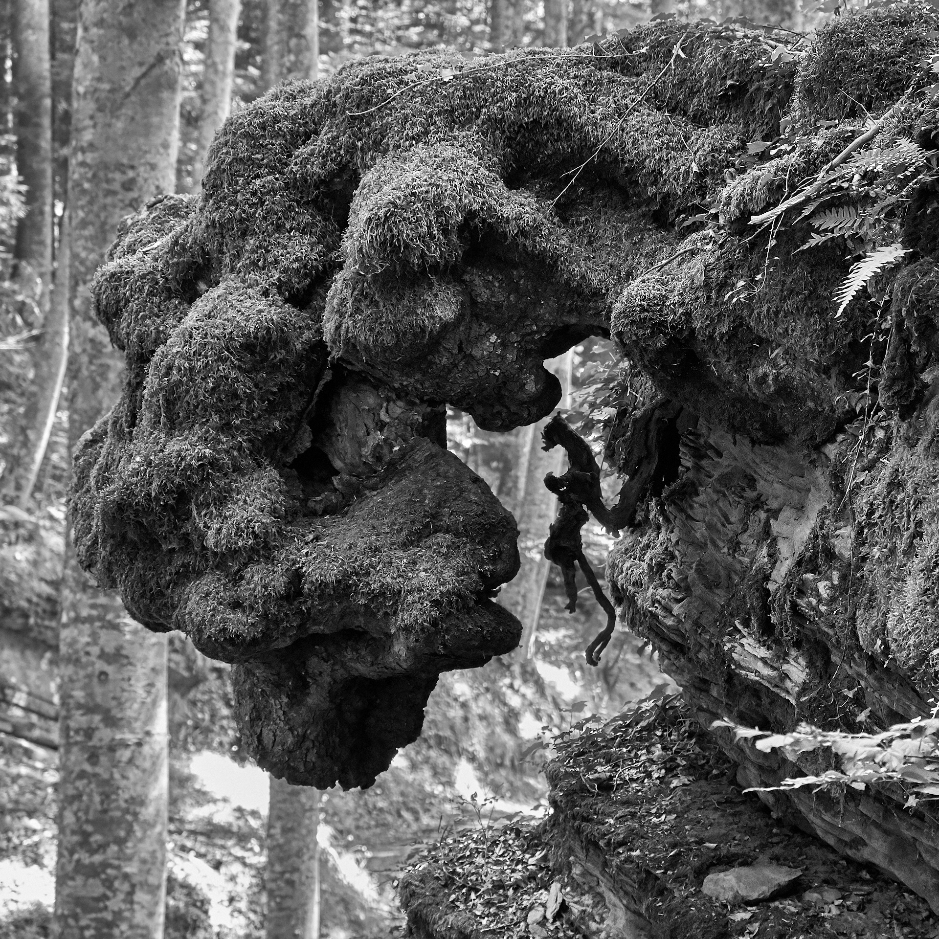 Radici.  Foreste Casentinesi.