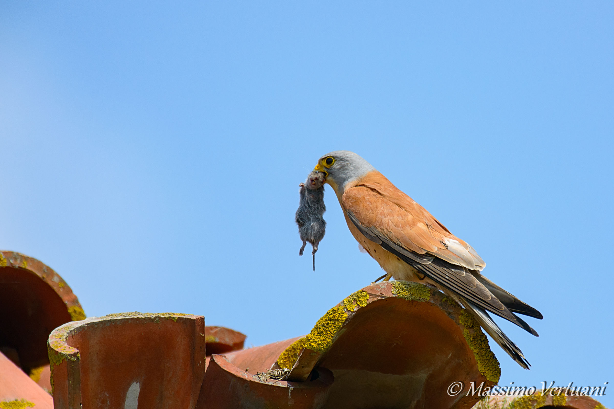Falco Grillaio