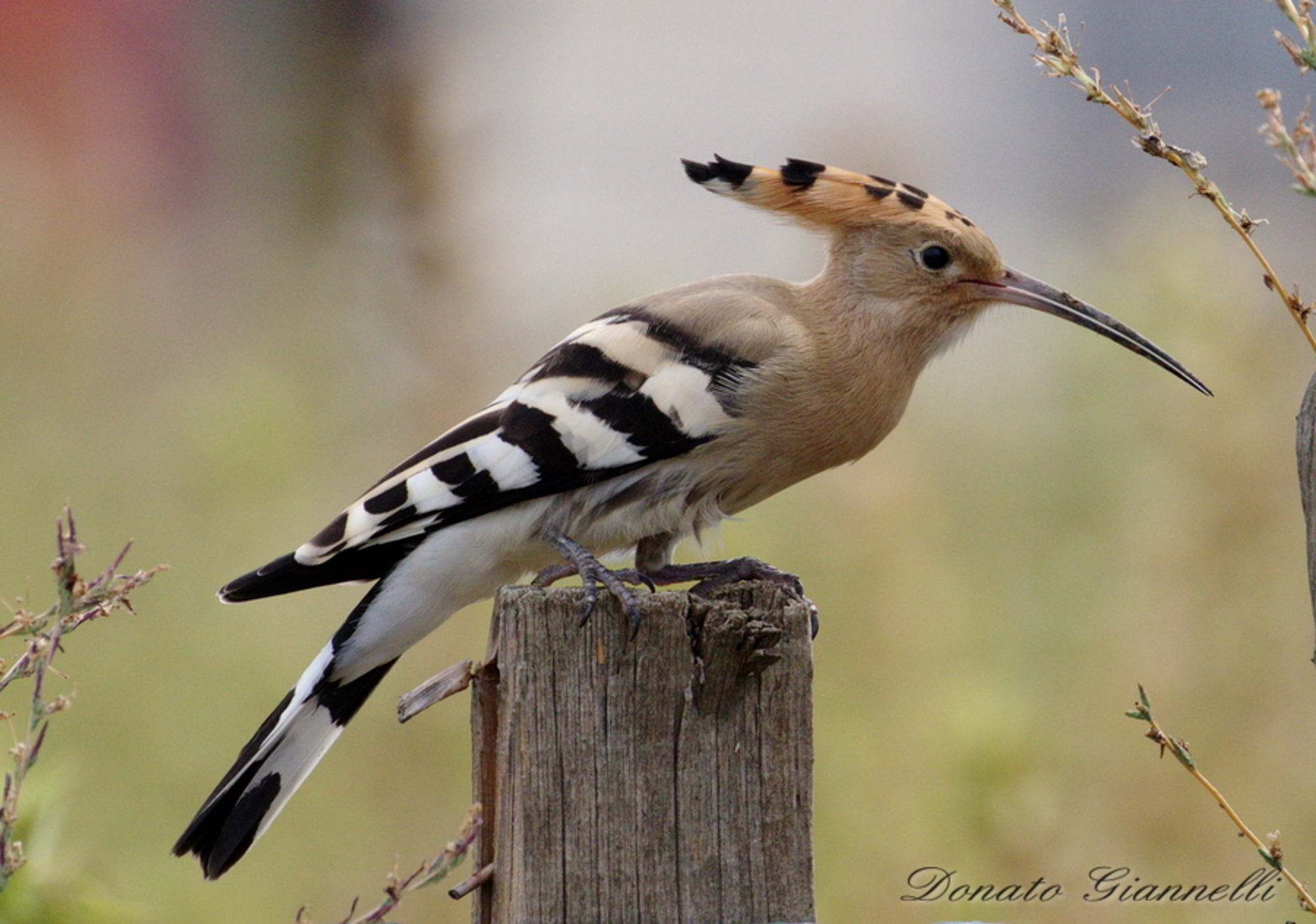 Hoopoe