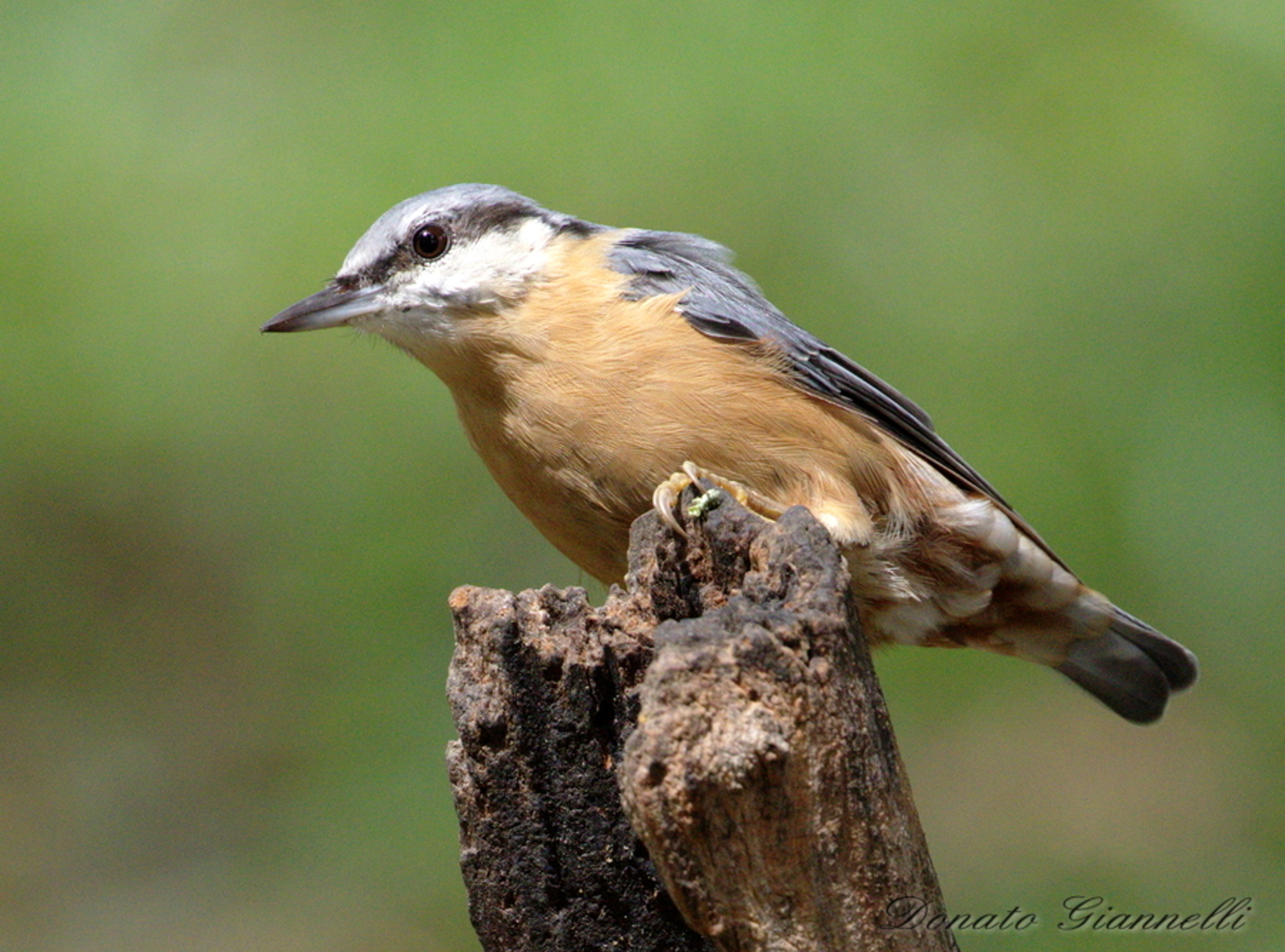 Nuthatch