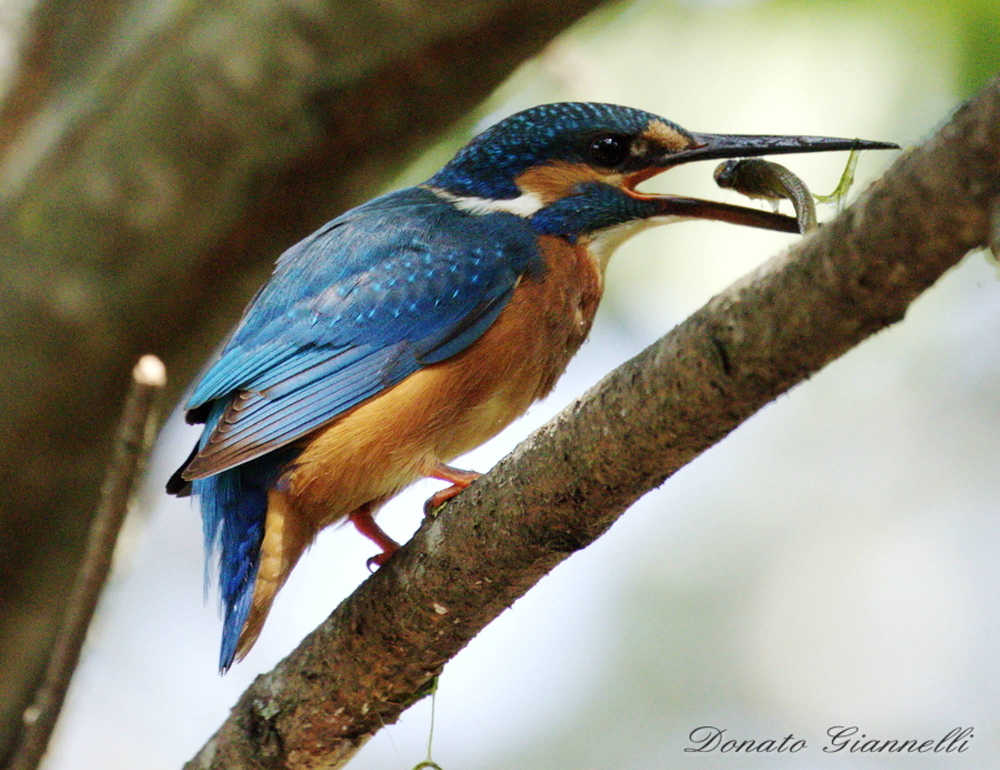 Kingfisher