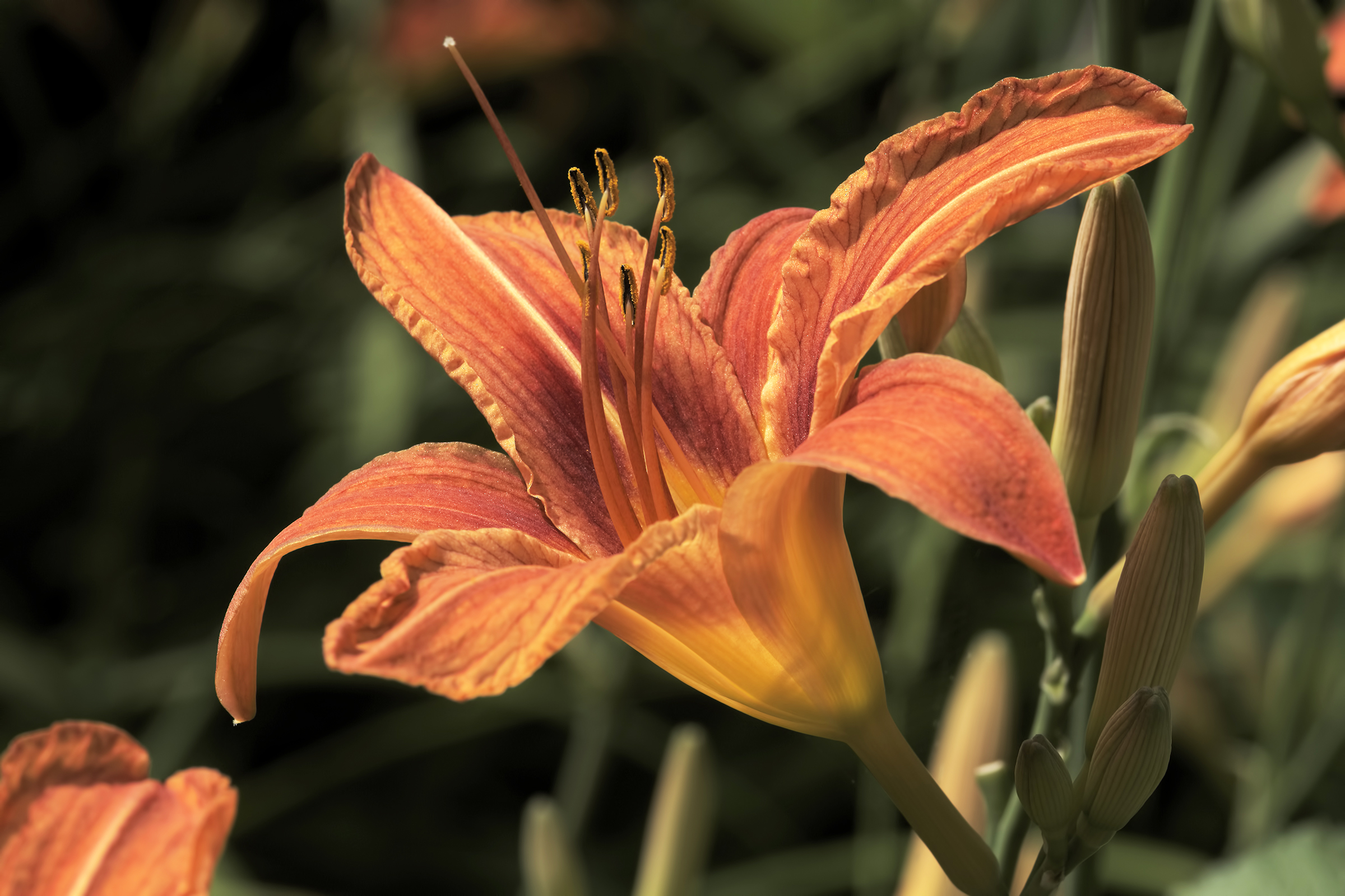 Giglio di S. Giuseppe=Hemerocallis fulva