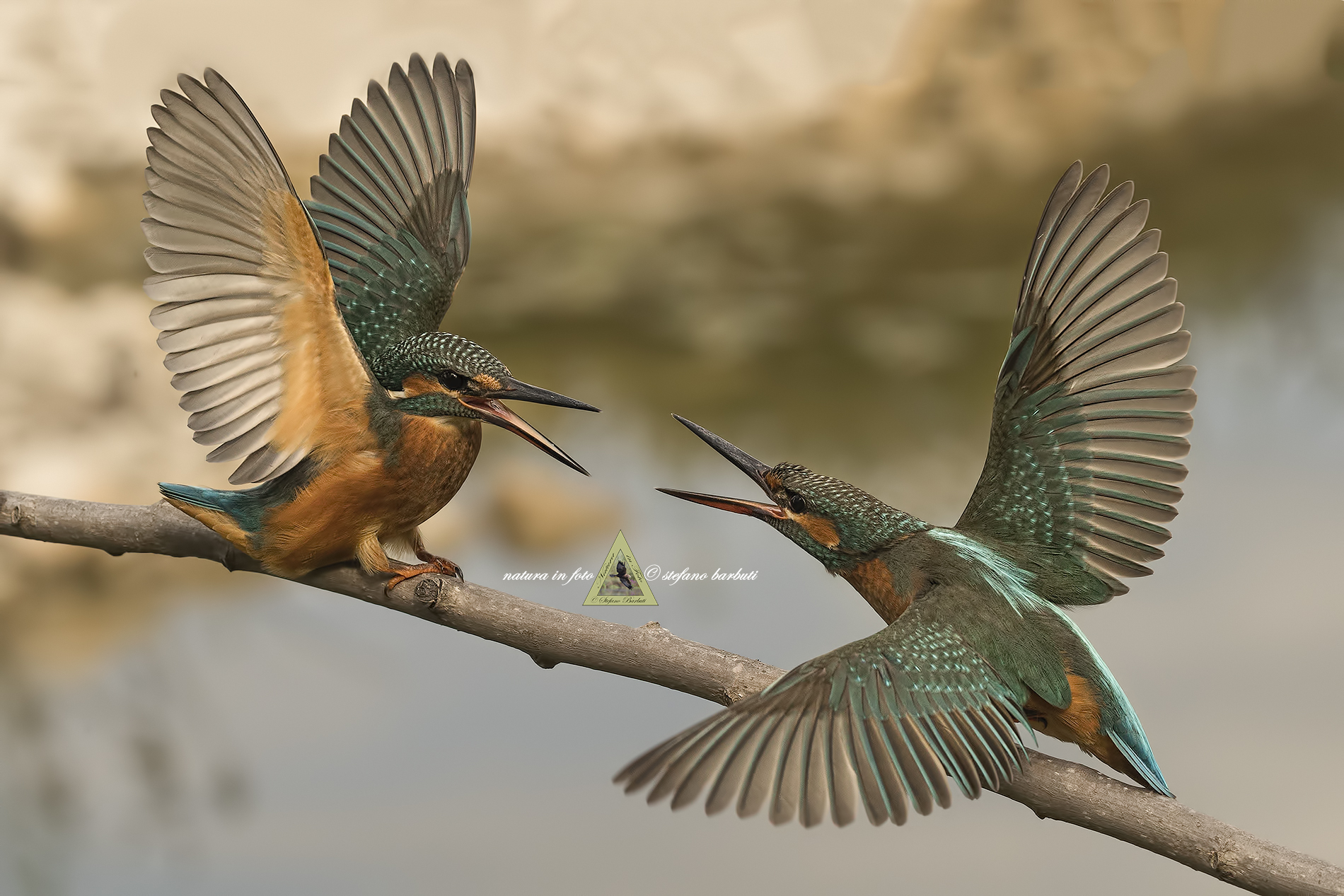 Quarrel between two Martine