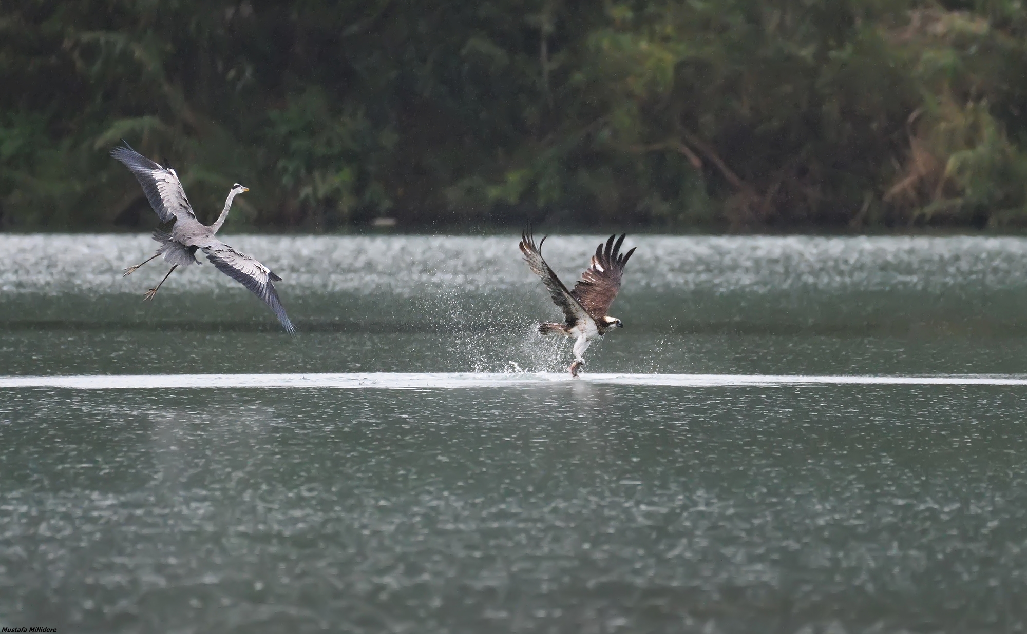 Osprey e Heron....