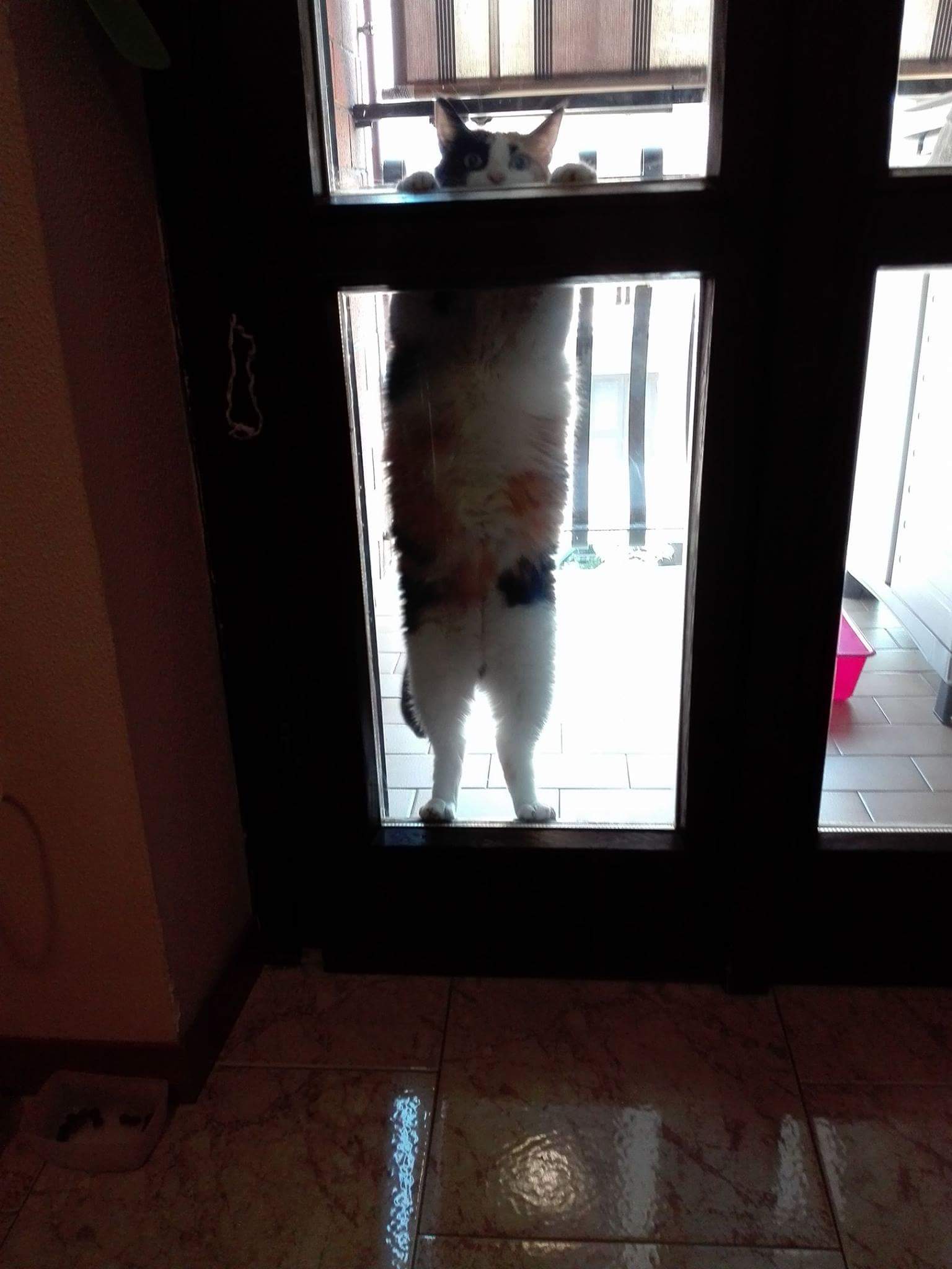 Fatemi entrate... prometto che faccio la brava.