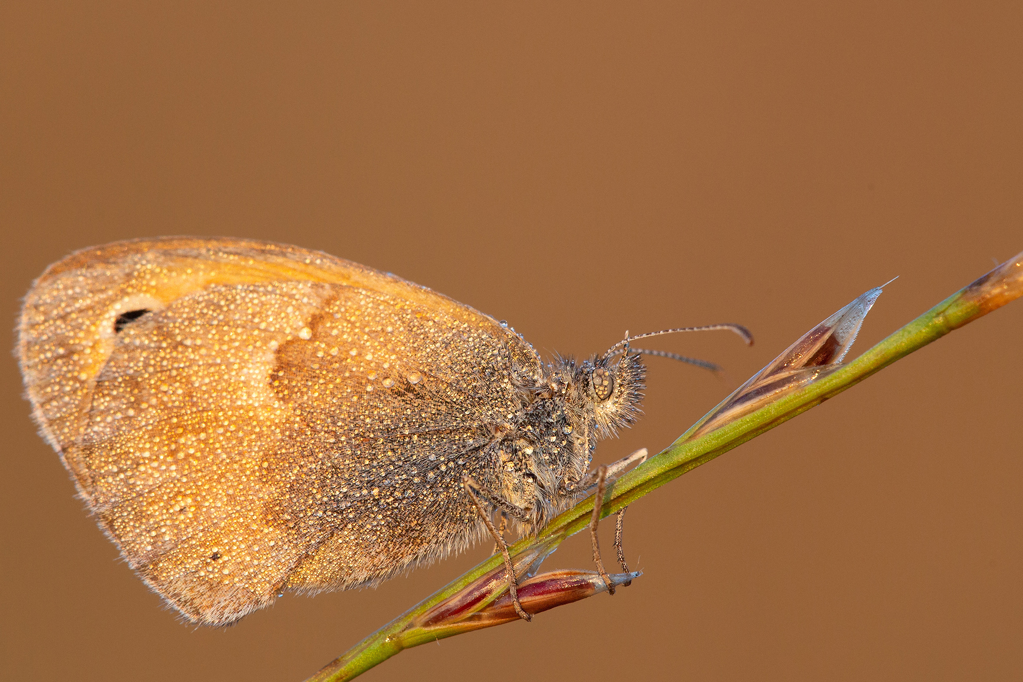Coenonympha Pamphilius