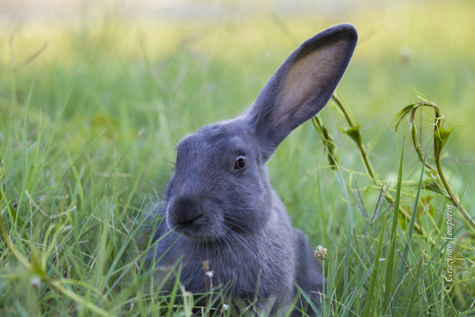 Il sordo coniglietto