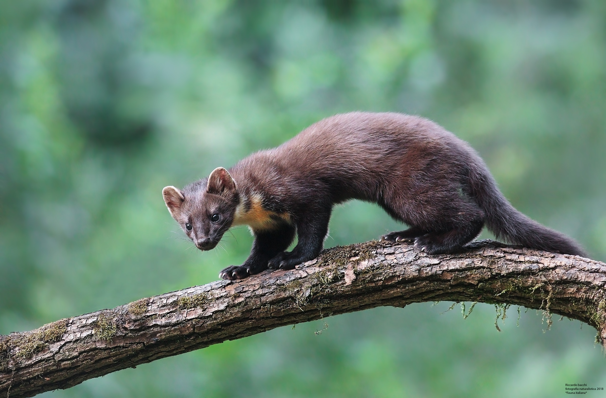 Martora  - Pine Martens...Appennino Tosco Emiliano