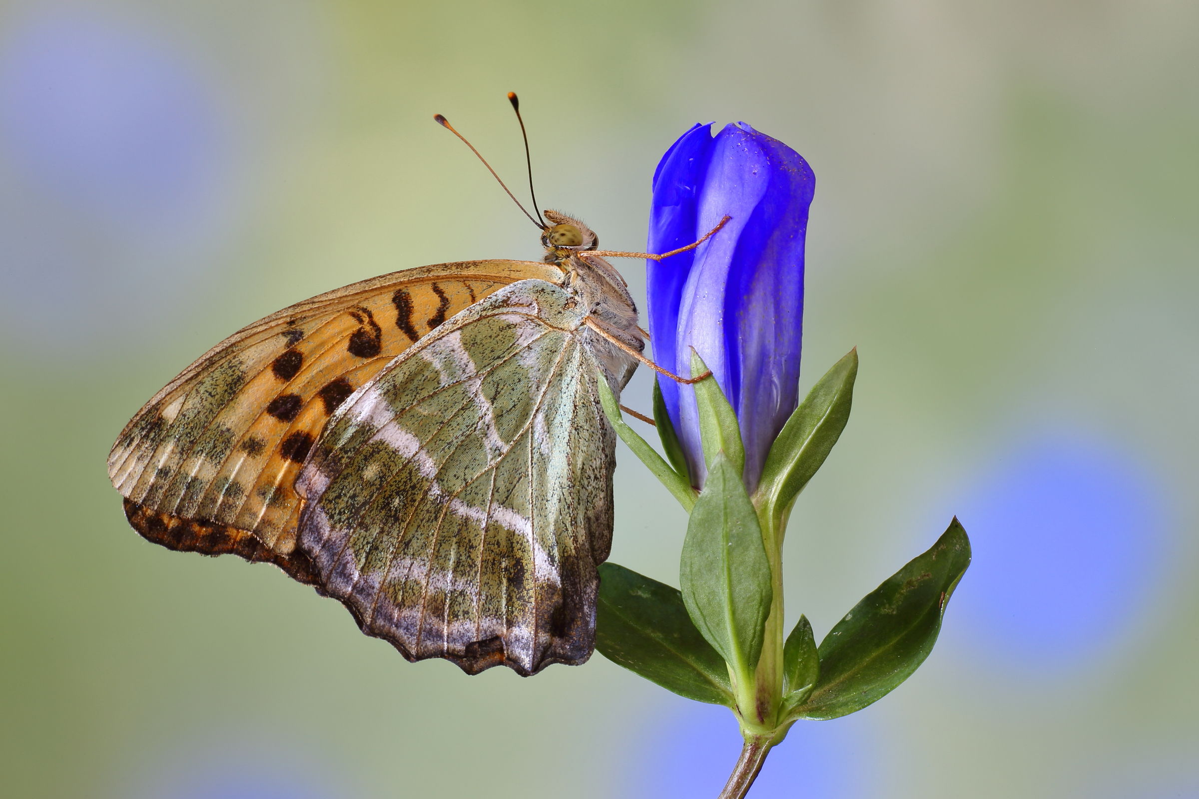 Argynnis on Gentian
