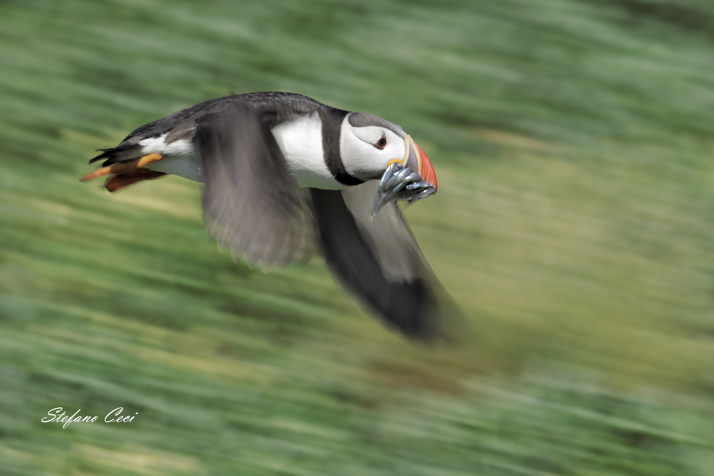 Puffin panning