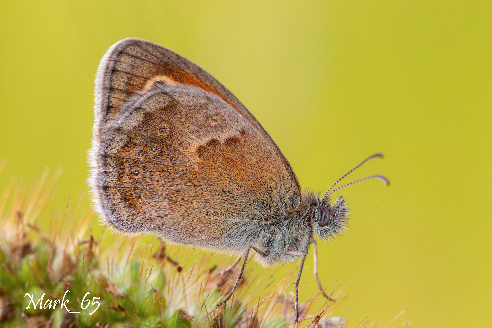 coenonympha pamphilius