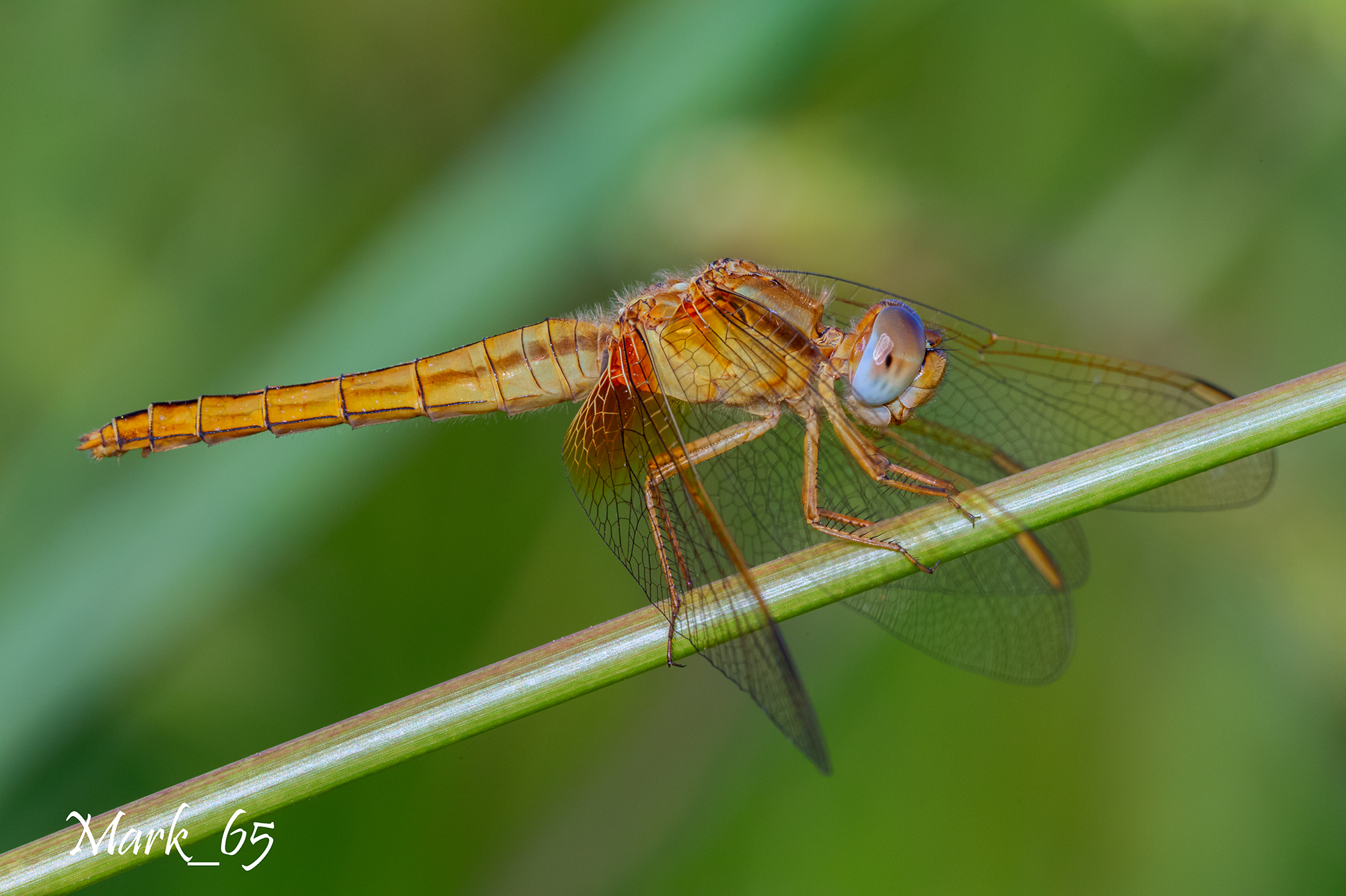 Libellula