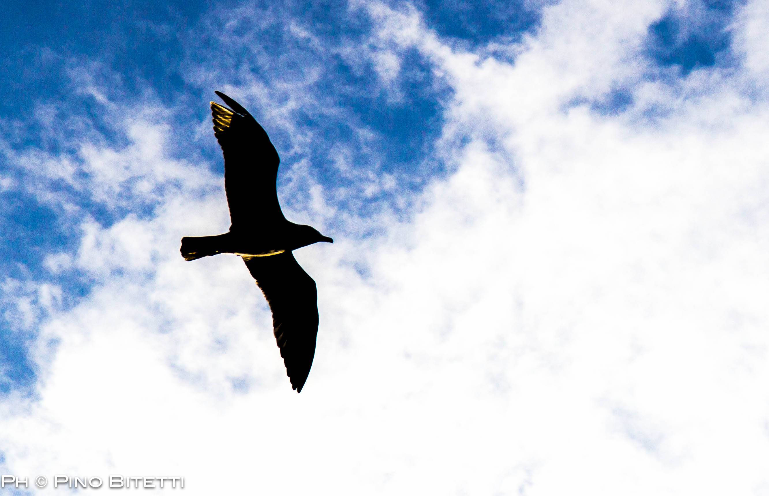 Seagull on the Tiber