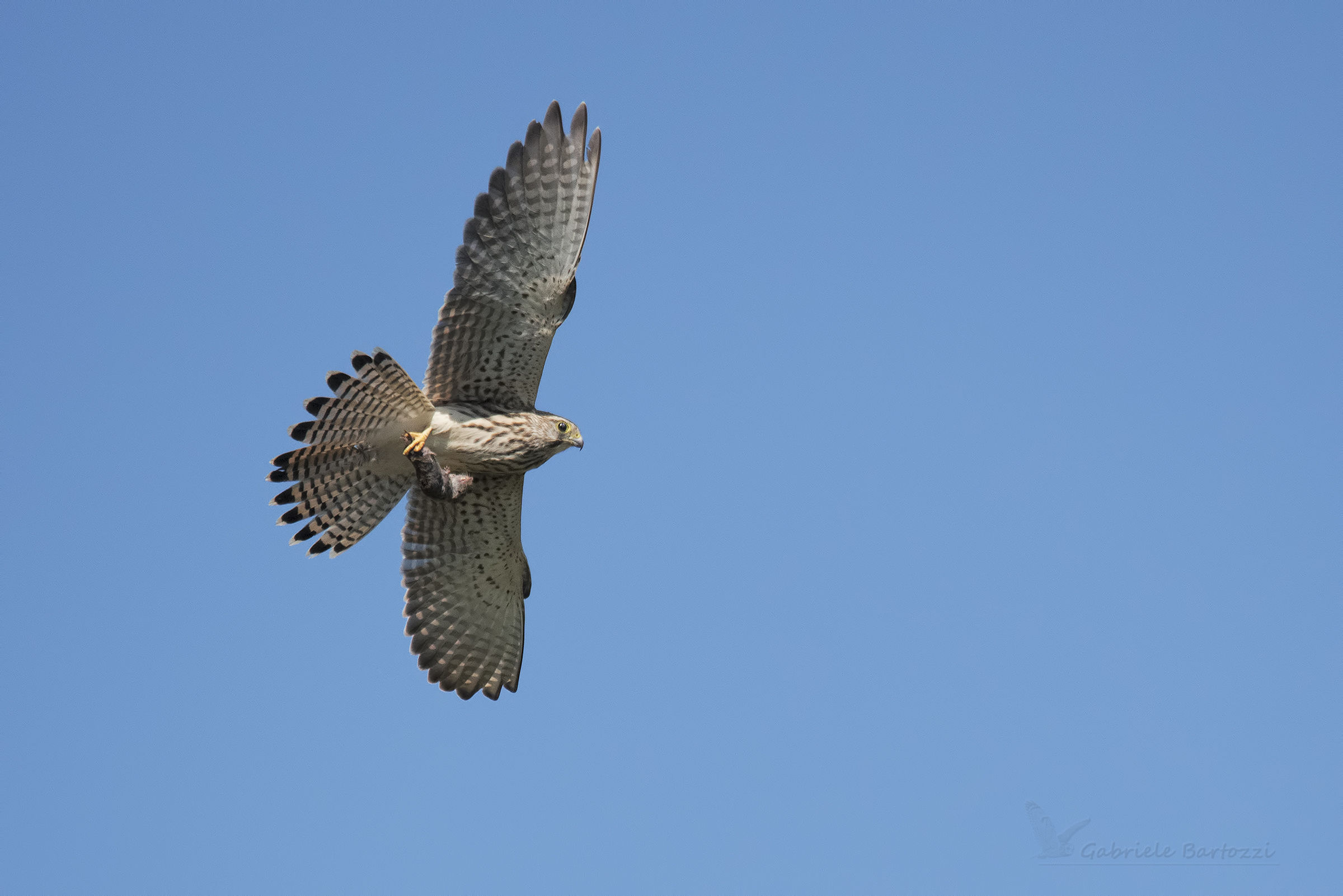 Kestrel with Prey