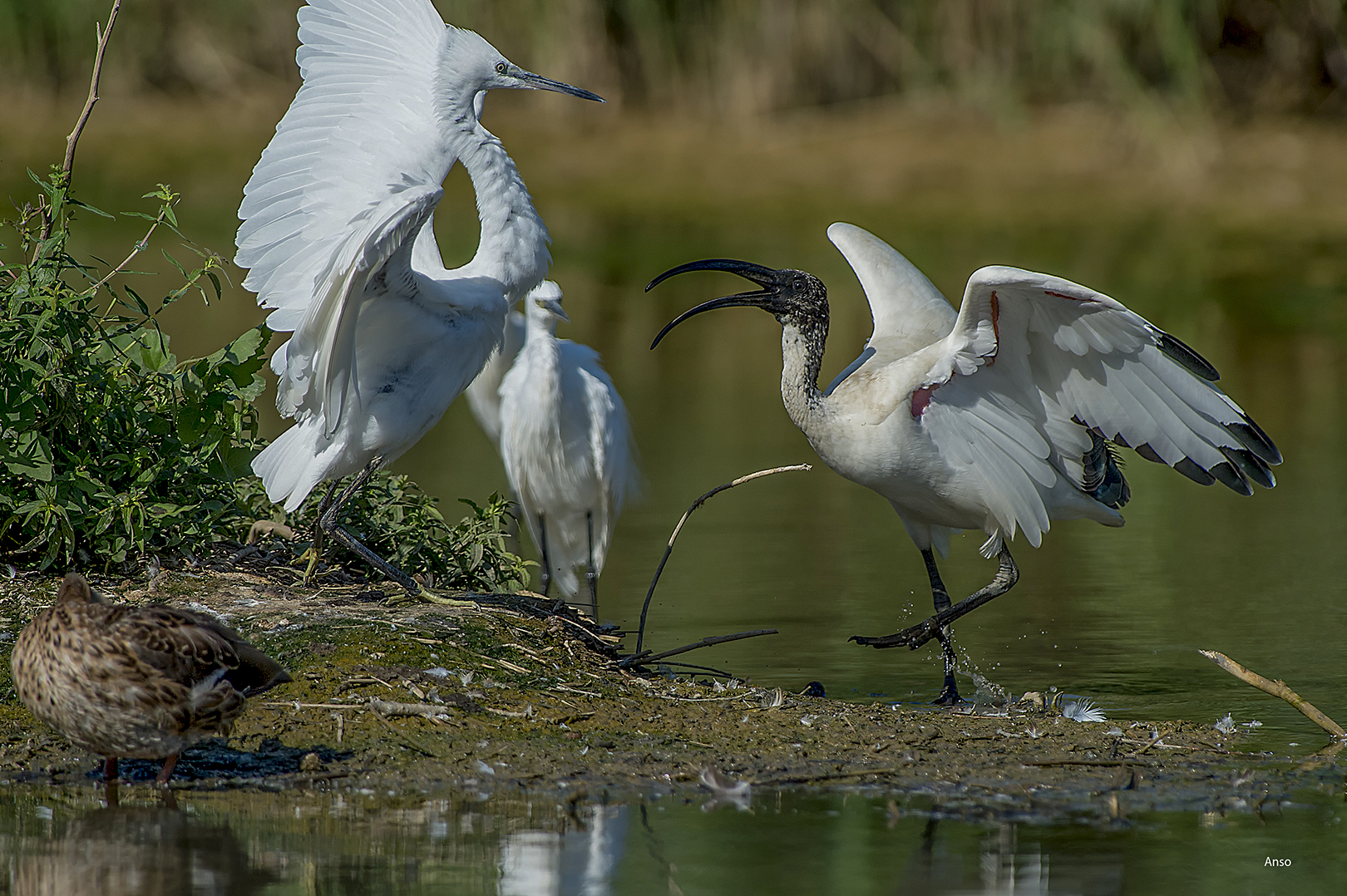 Sacred Ibis and Egzetta