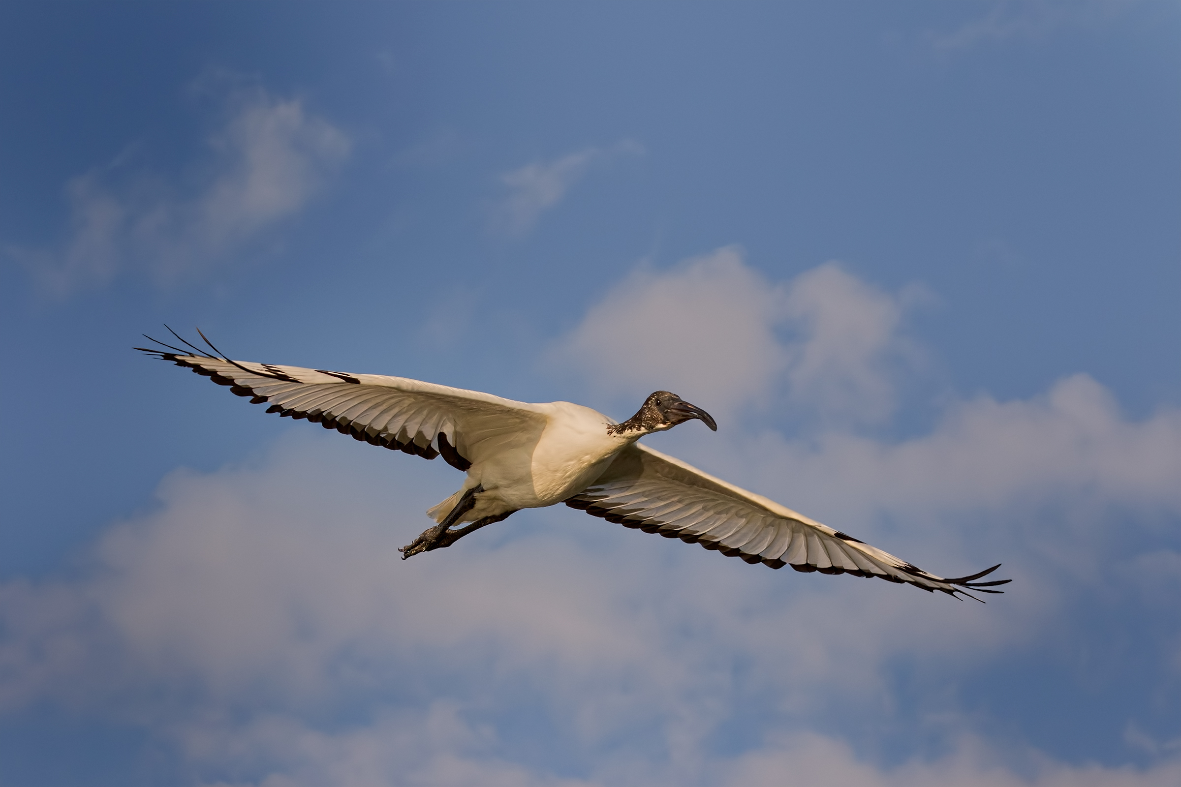 Ibis sacro (Threskiornis aethiopicus)