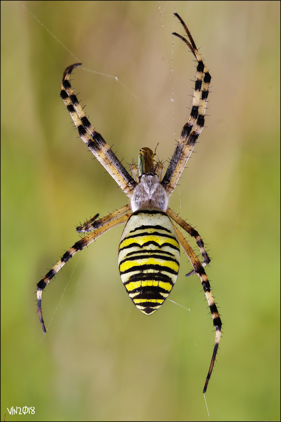 Spider wasp (argiope bruennichi) female