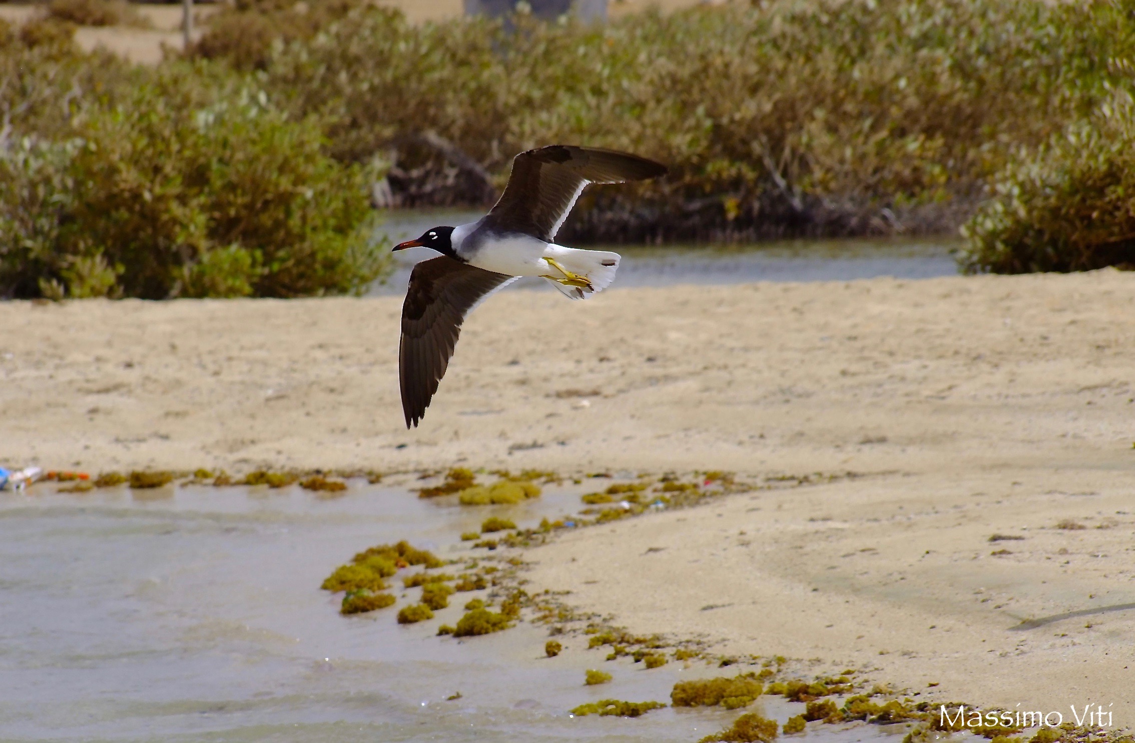 Gabbiano Occhibianchi ( Larus leucophthalmus )