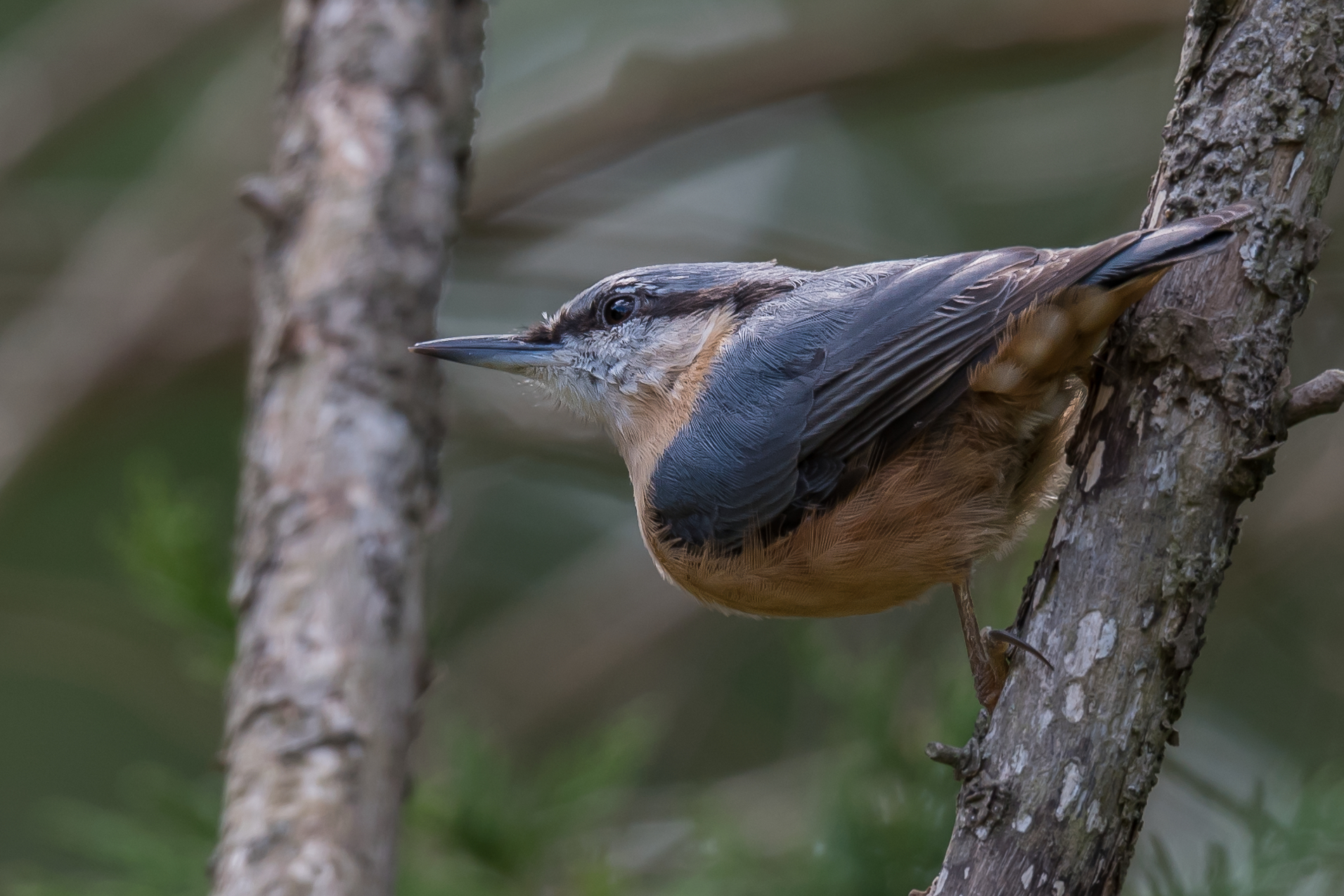 Nuthatch