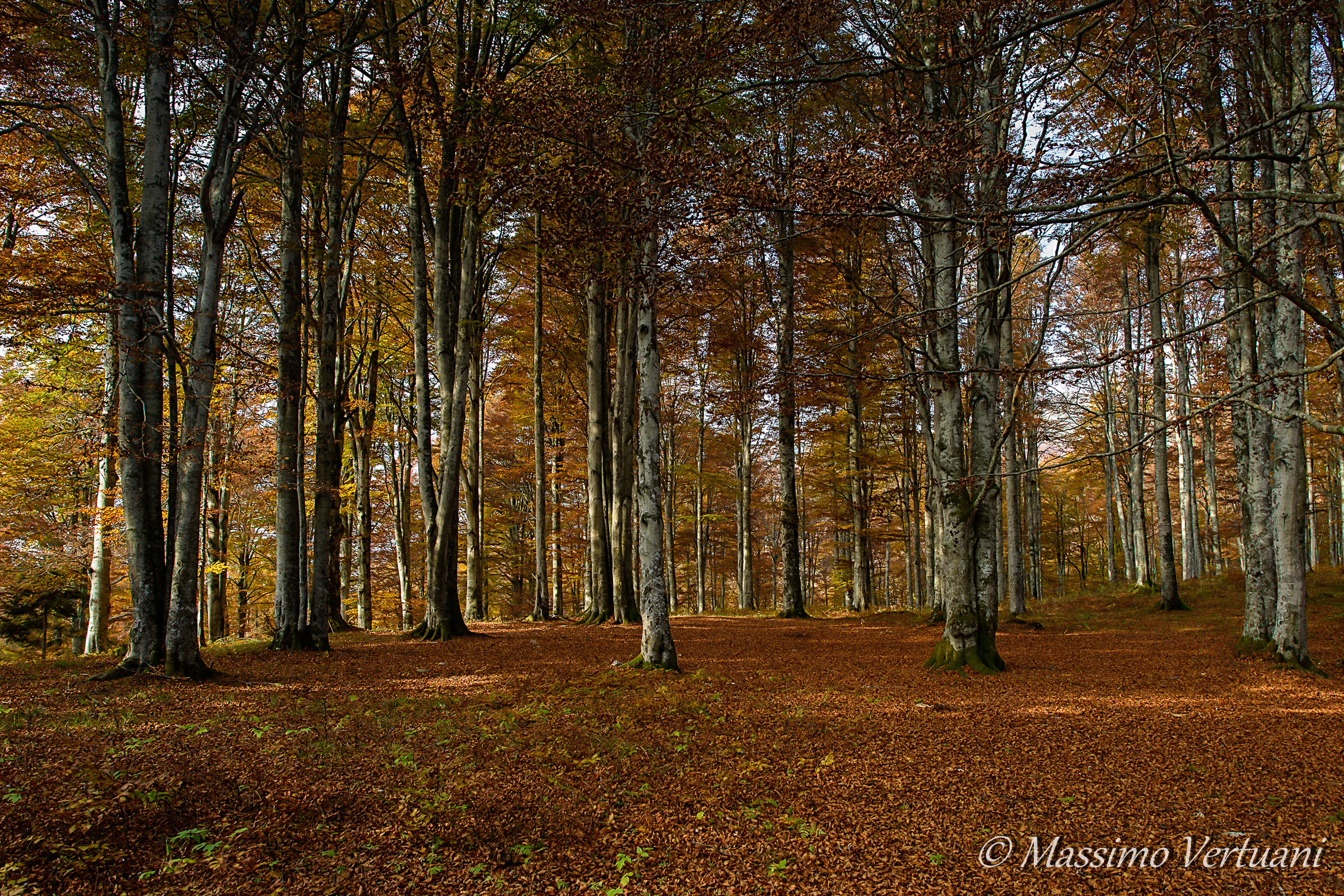 Autunno (Bosco del Cansiglio )