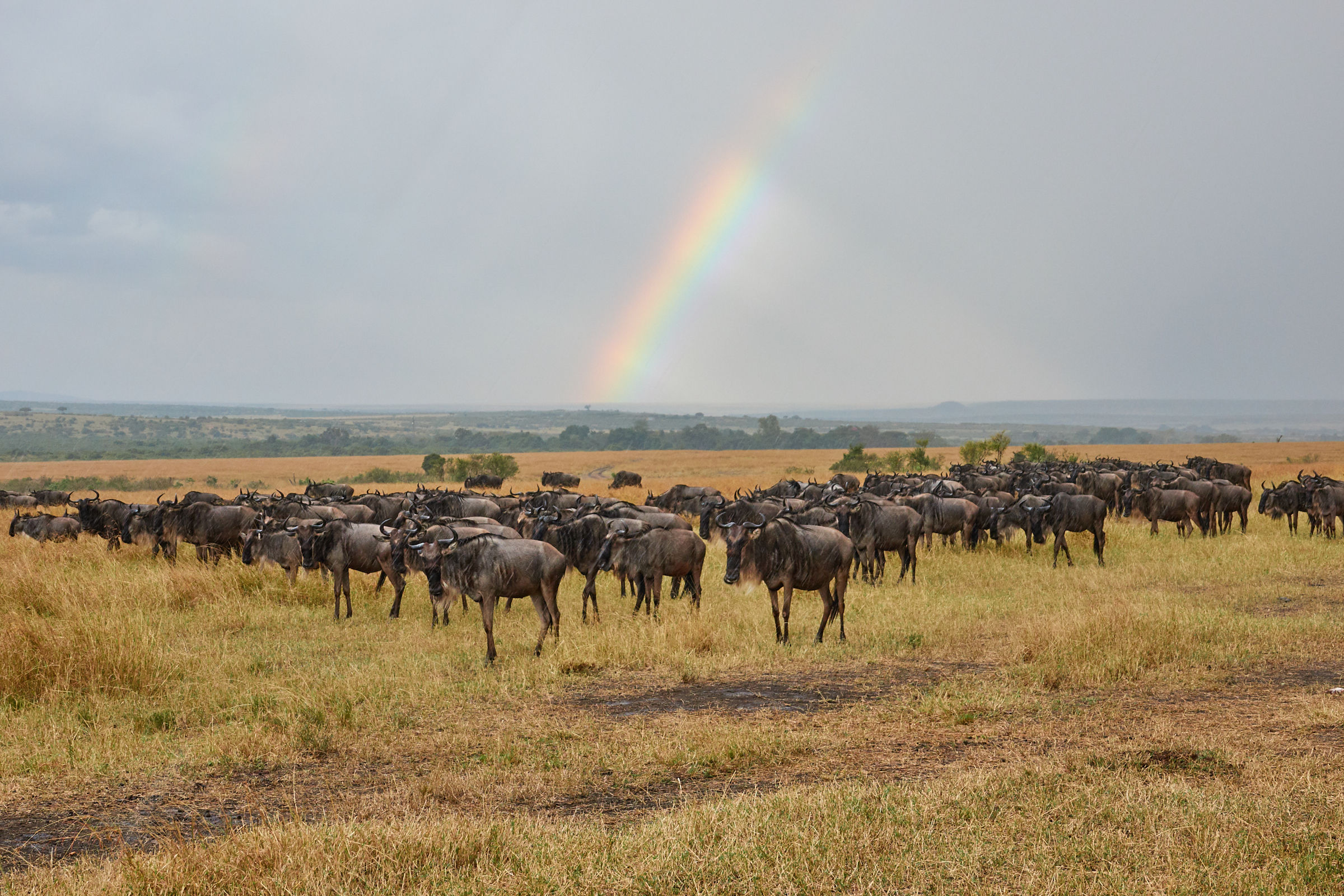 Arcobaleno sul Masai Mara (Kenya)