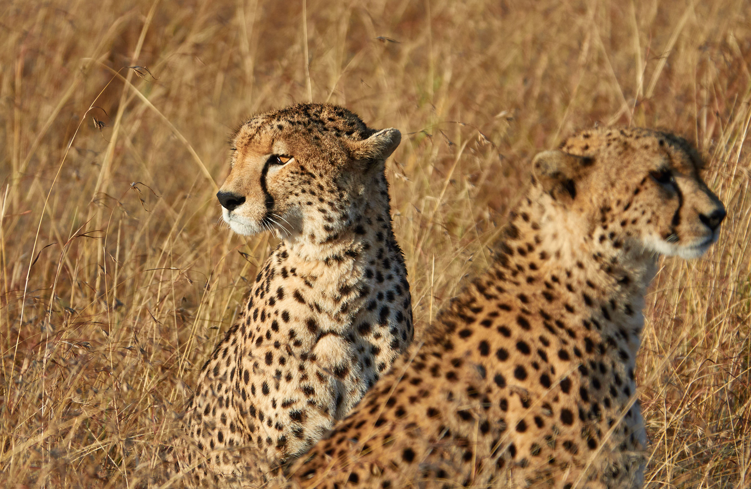 Ghepardo (Acinonyx jubatus) al Masai Mara