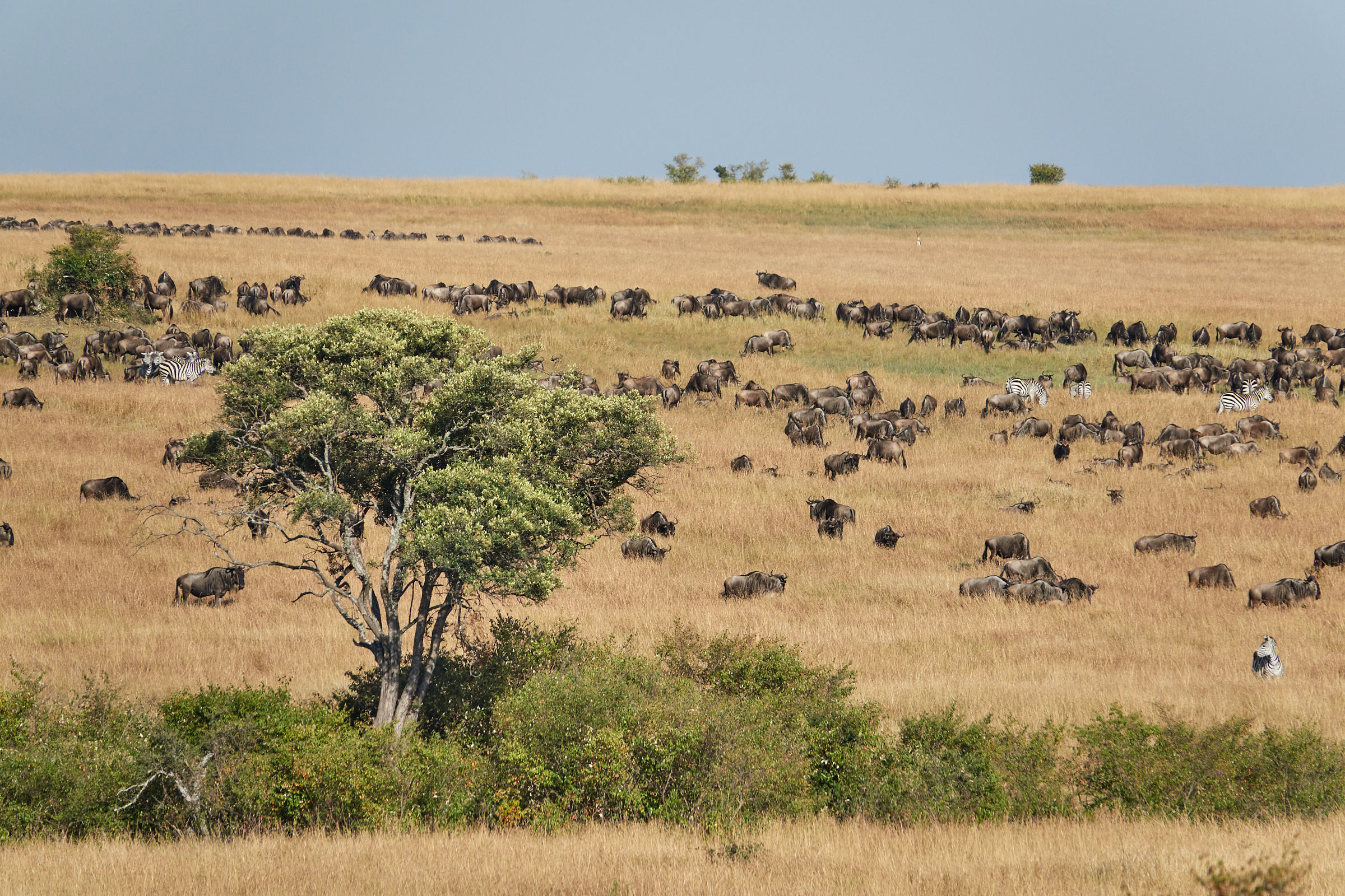 Pascolo di Gnu e zebre al Masai Mara
