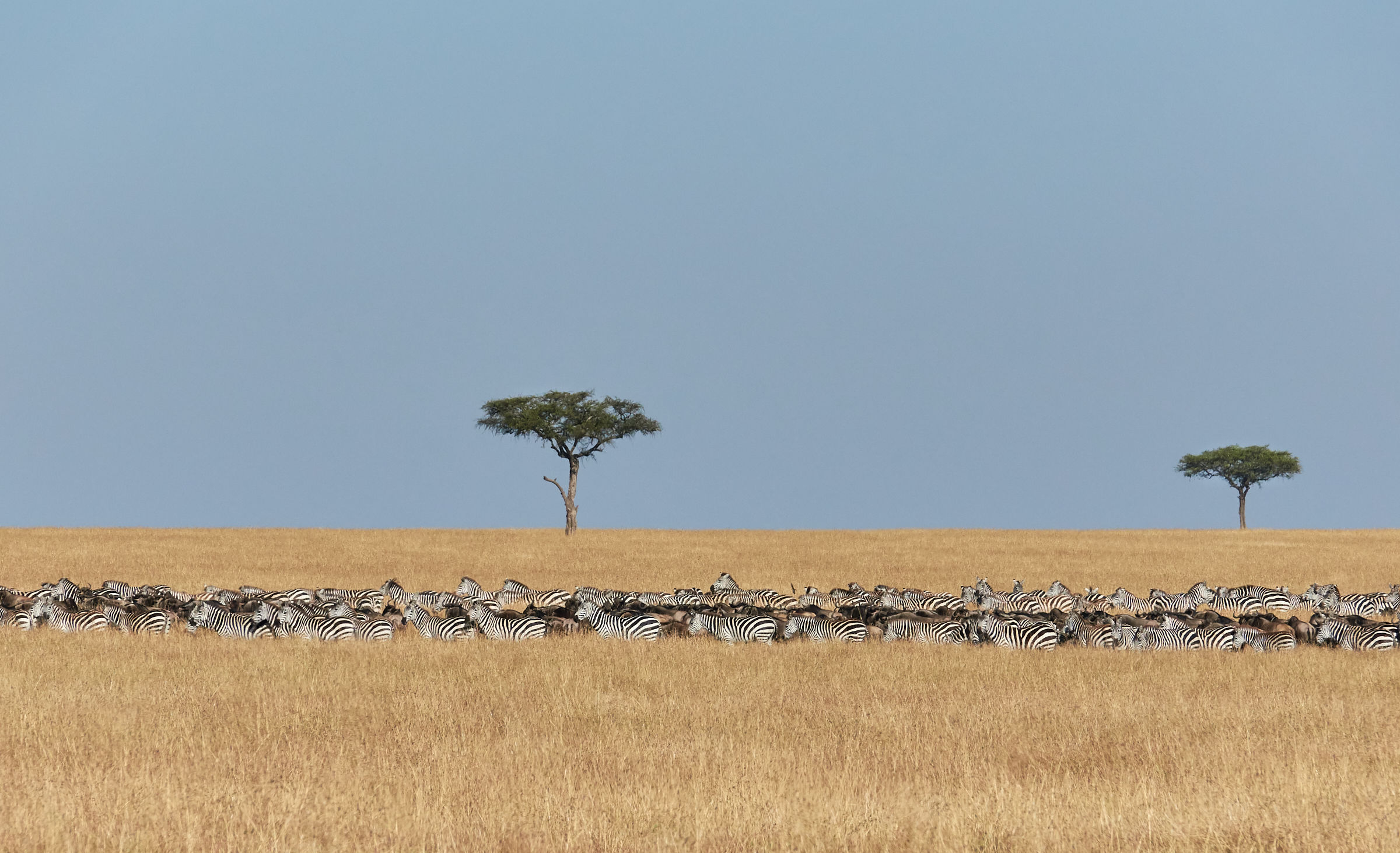 Between heaven and earth at Masai Mara