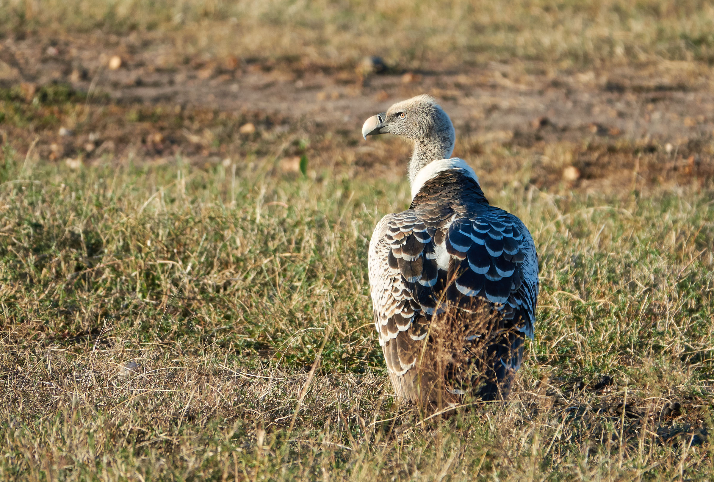Avvoltoio (Gbps africanus) al Masai Mara
