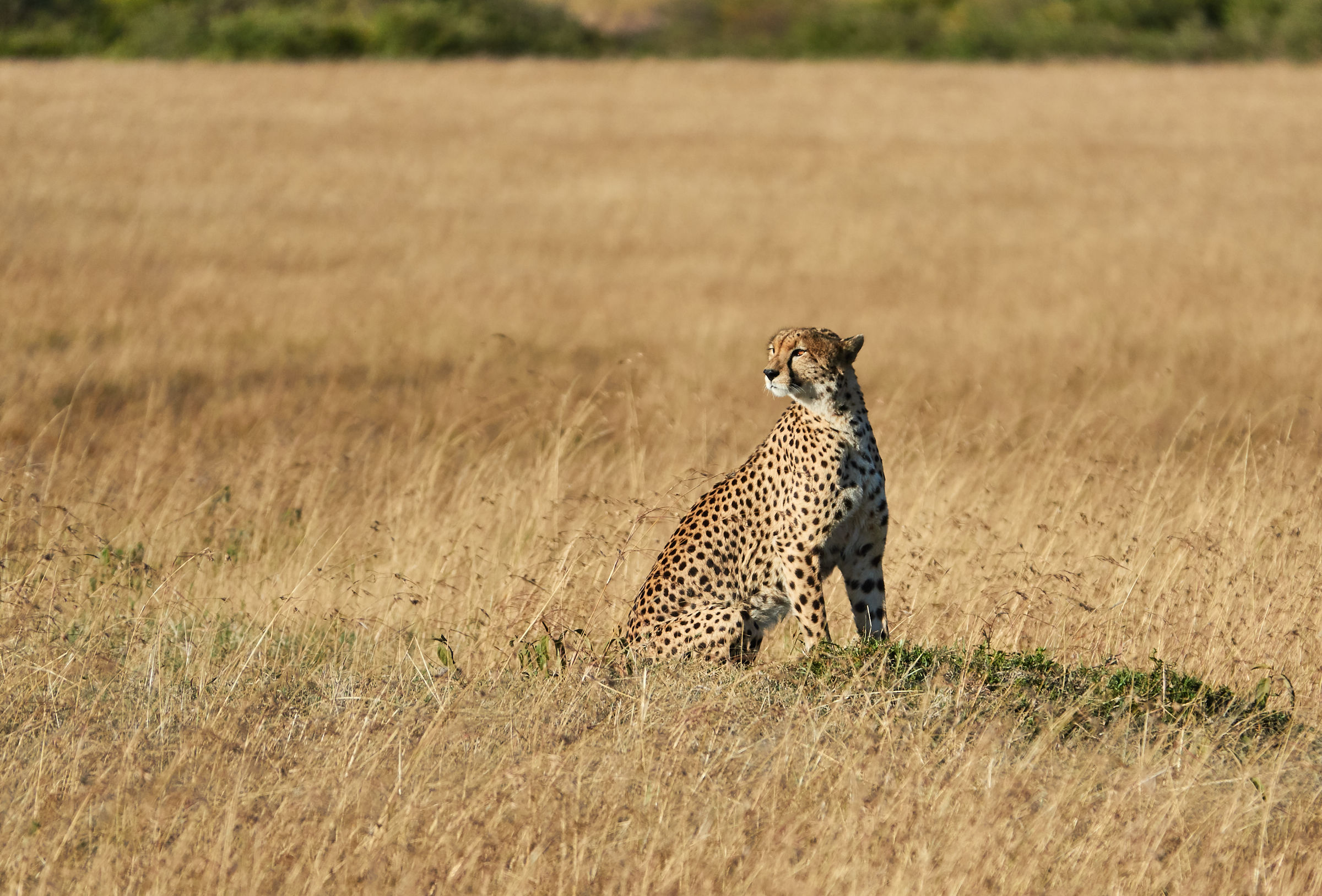 Leopardo (Panthera pardus) al Masai Mara
