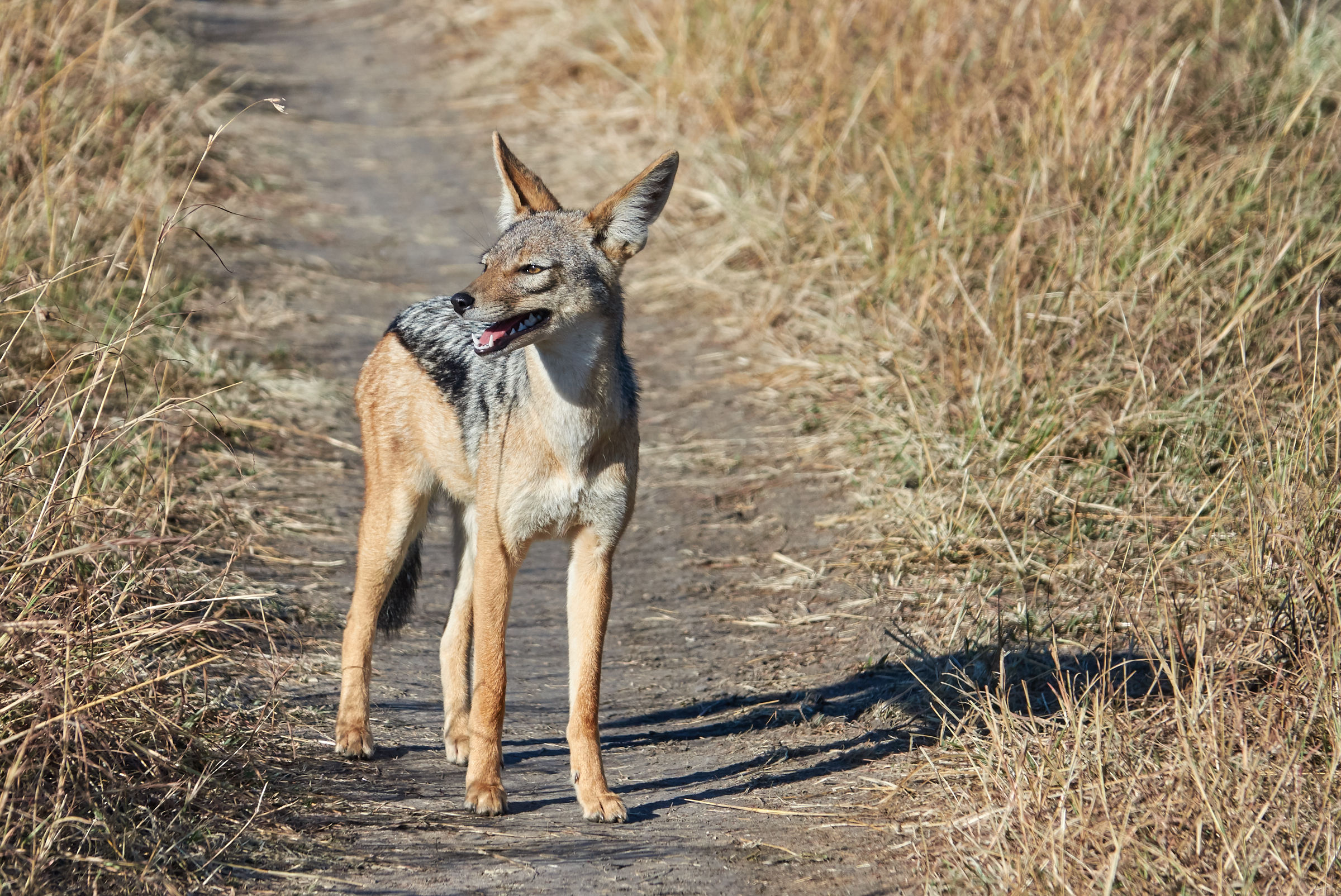 Sciacallo (Canis mesomelas) al Masai Mara