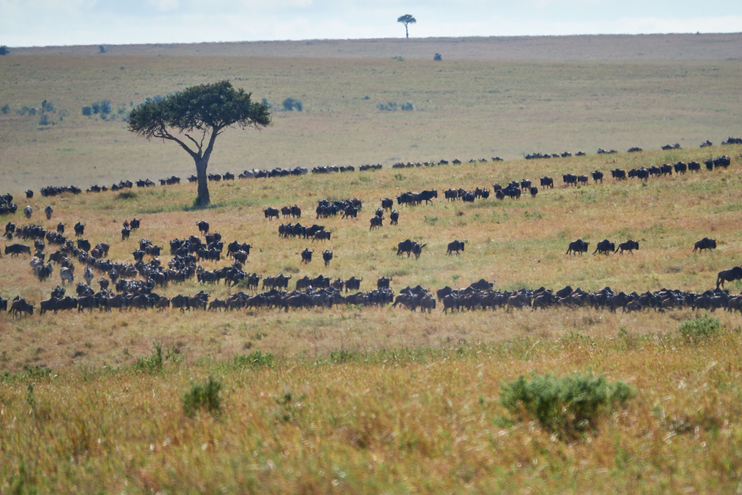 Gnu in migrazione (1)