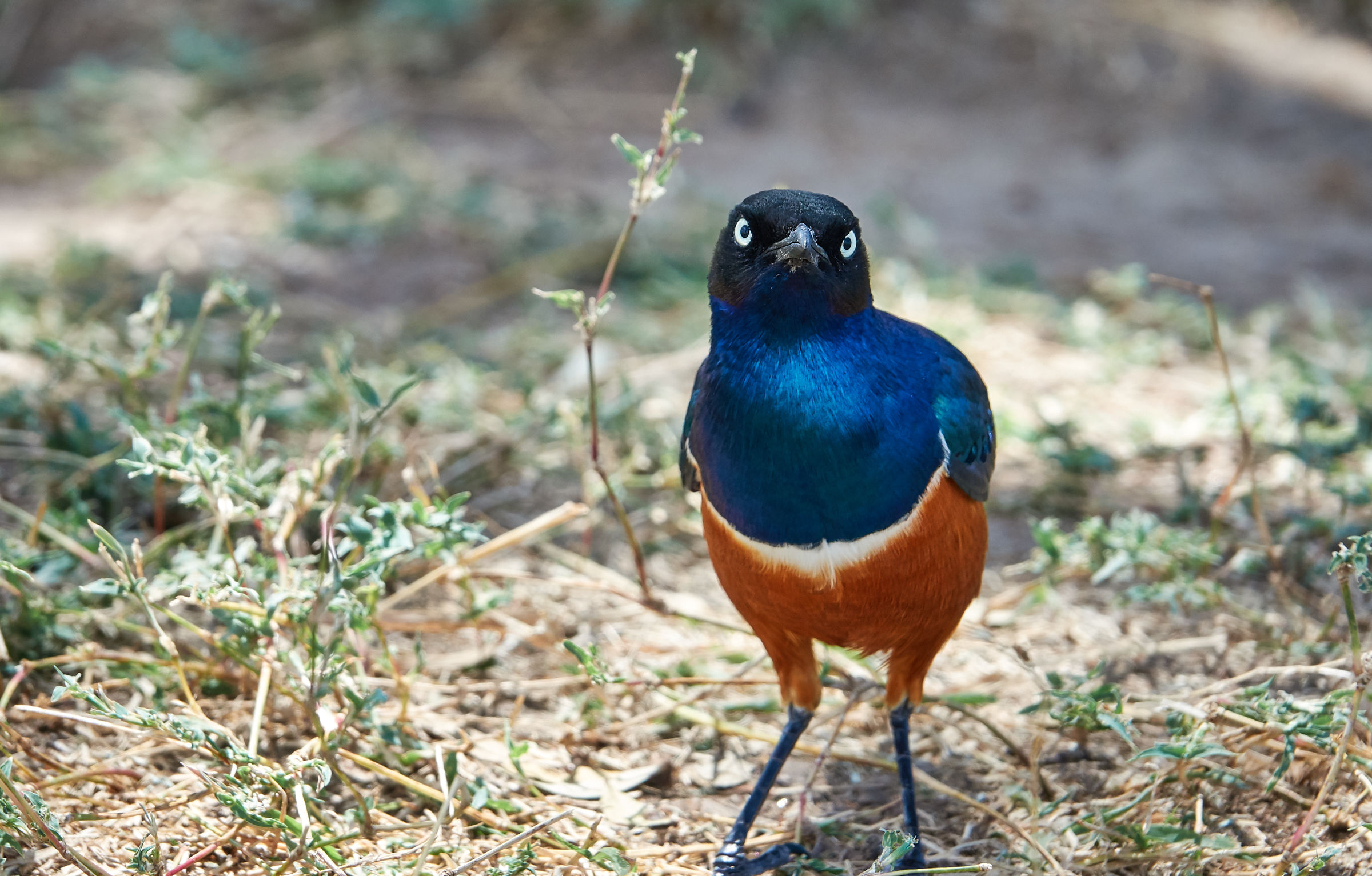 Storno superbo (Lamprotornis superbus) al Masai Mara