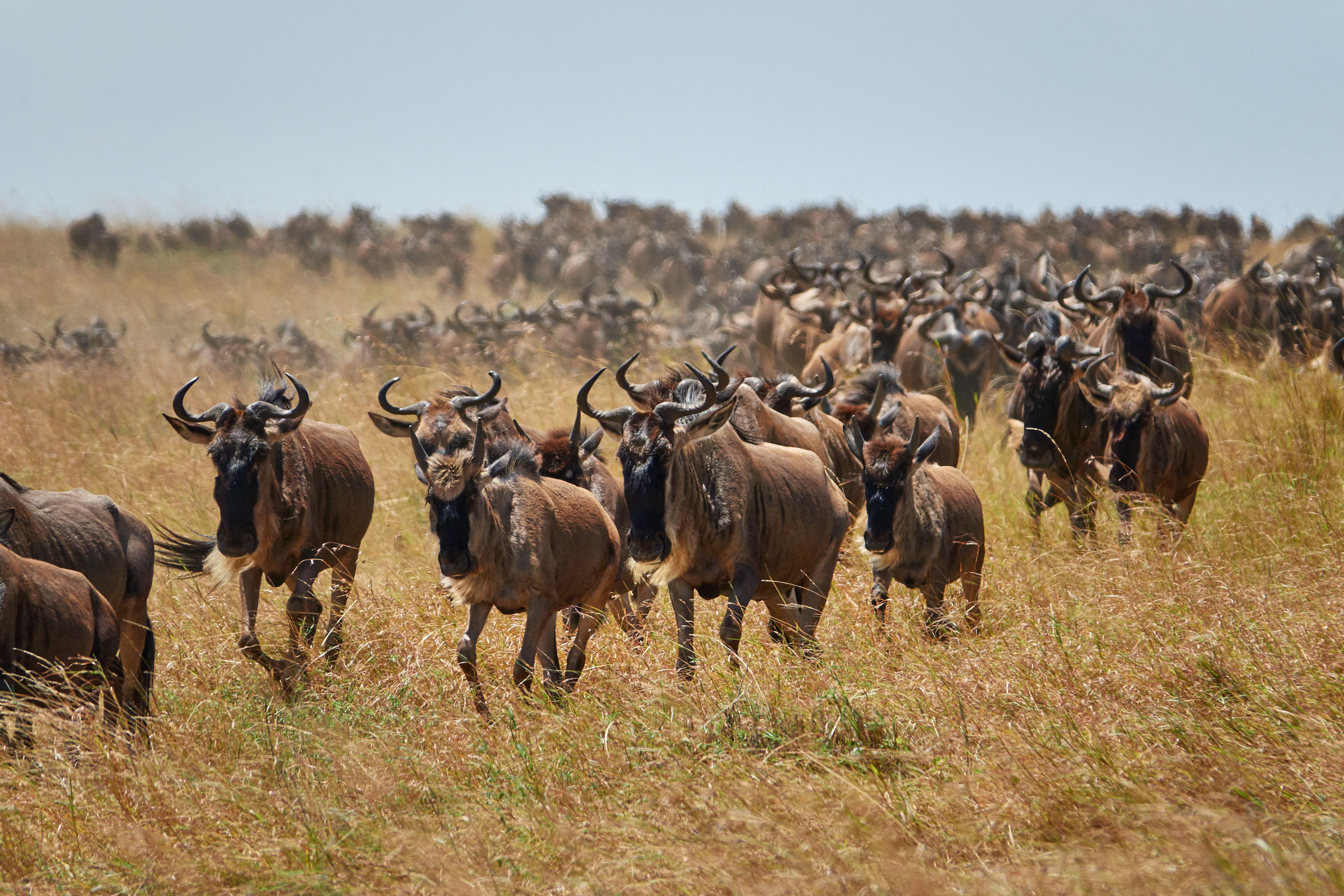 Gnu in migration (2)
