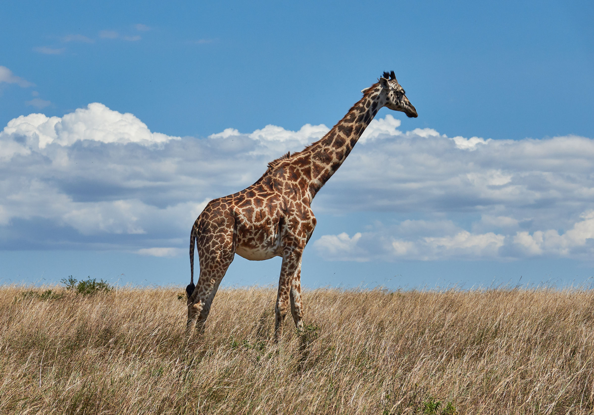 Giraffe at the Masai Mara
