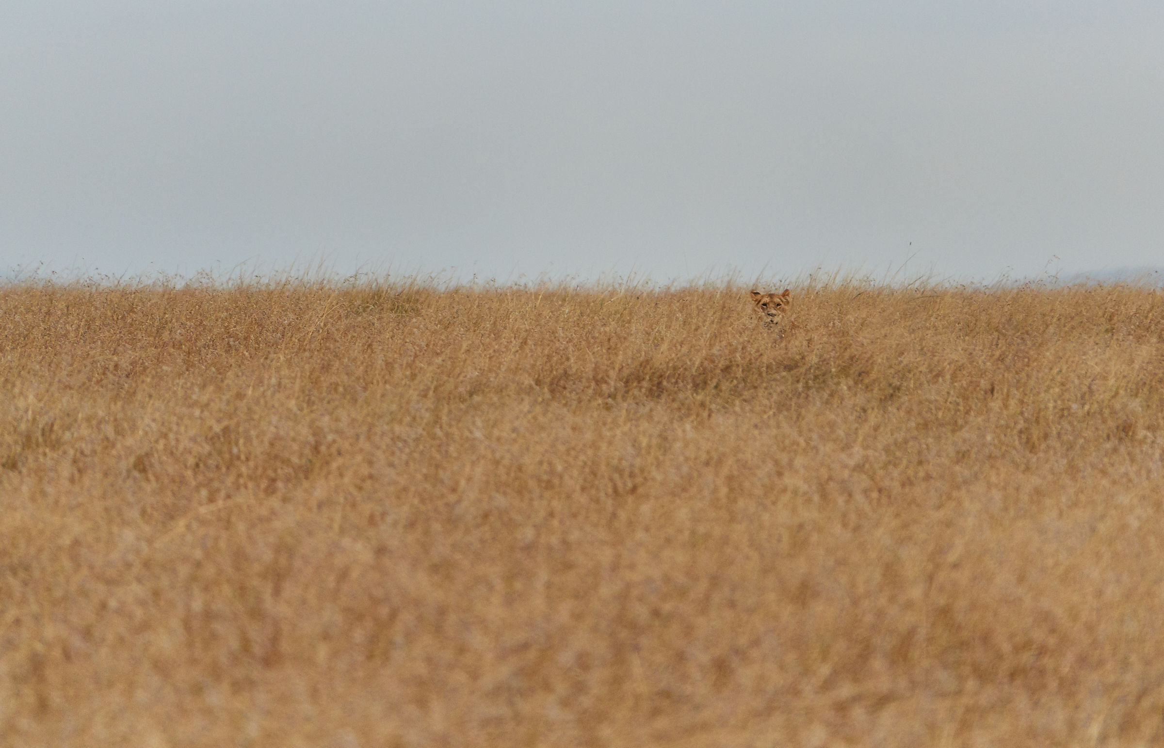 Giovane leone al Masai Mara (1)