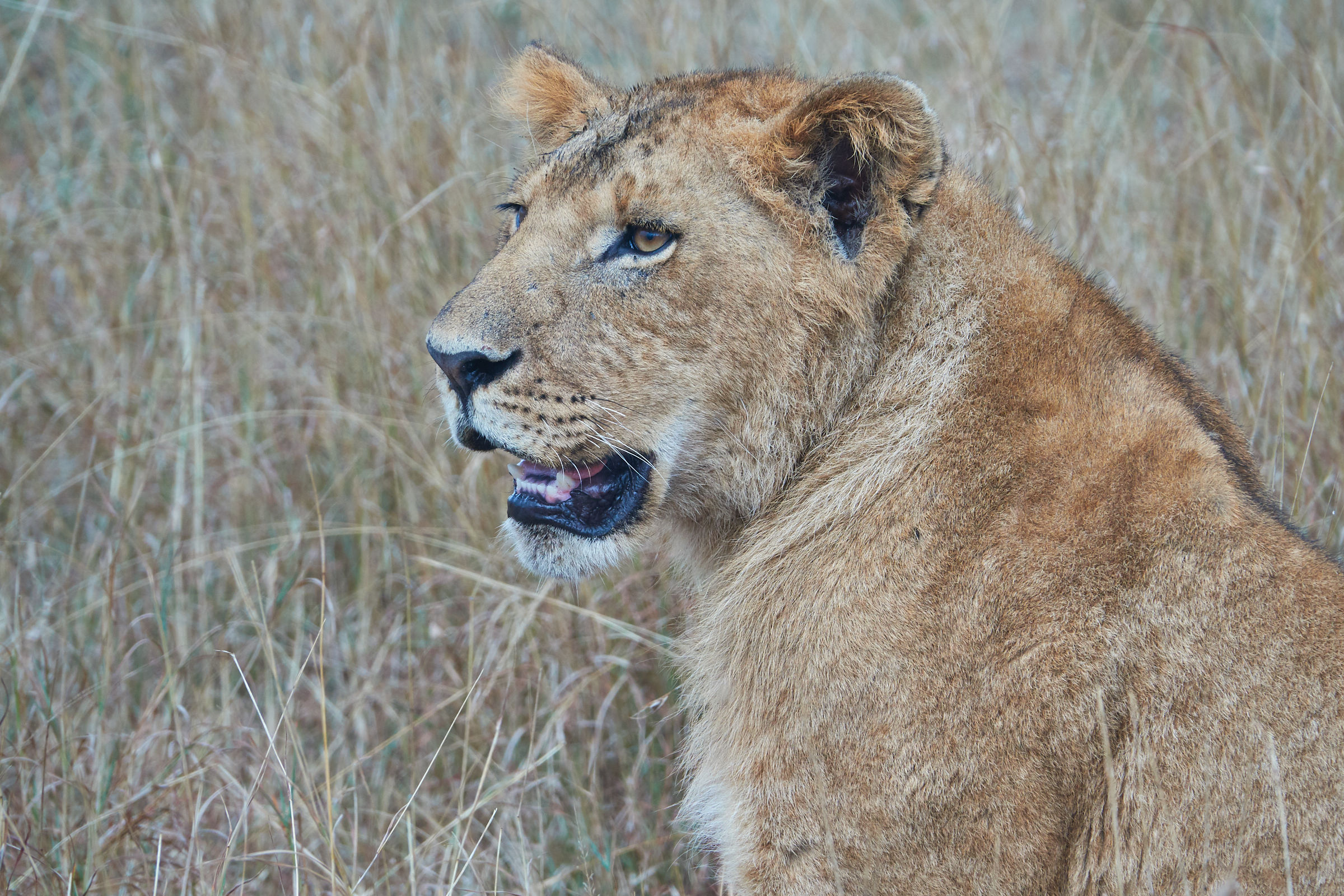 Giovane leone al Masai Mara (2)