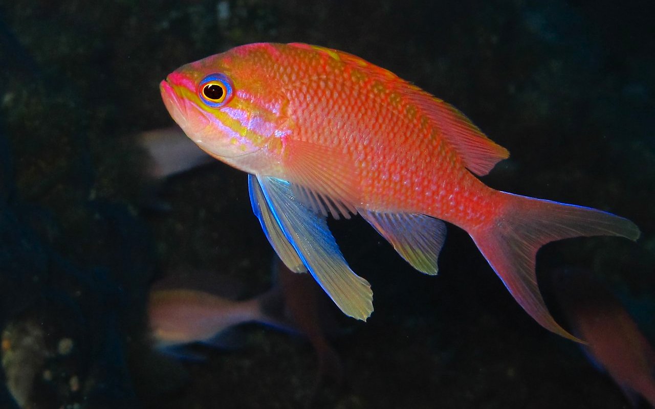 Anthias 94