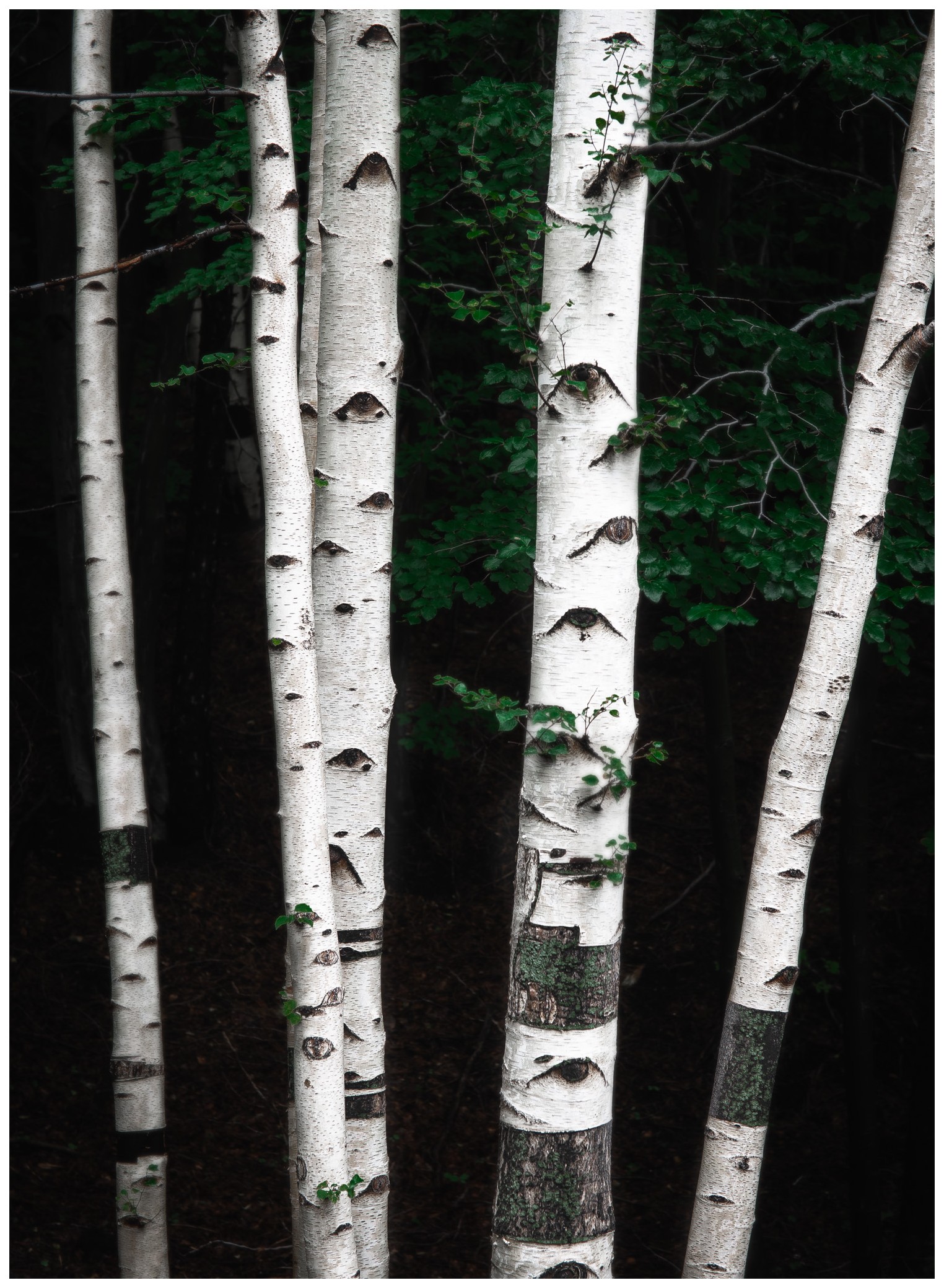 Birches are looking you