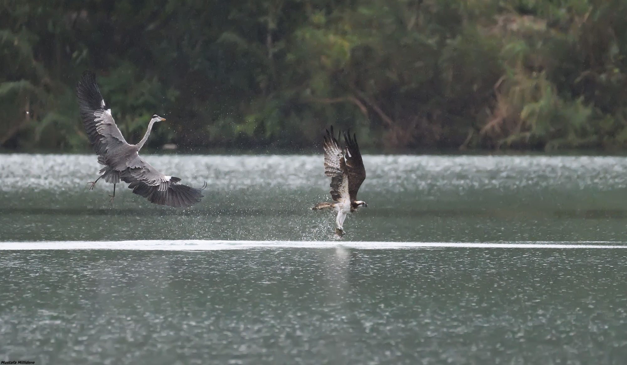 Osprey e Heron 2....