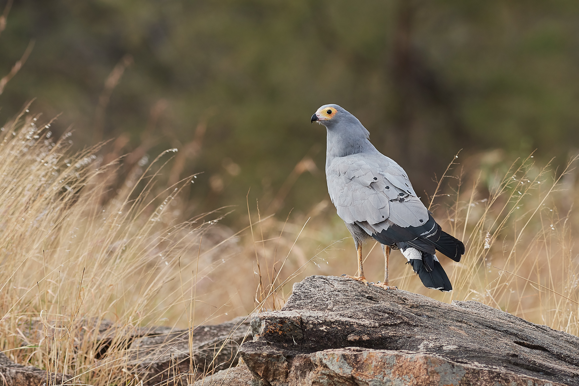Serpentarium Sparrow-Hawk