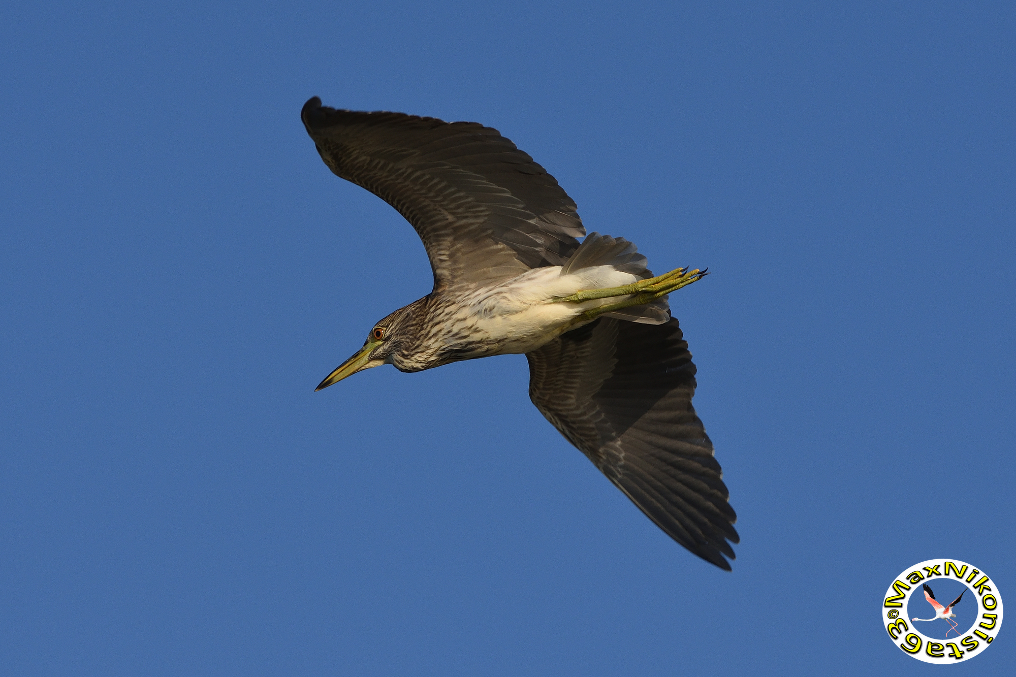 Young Nitticora in flight