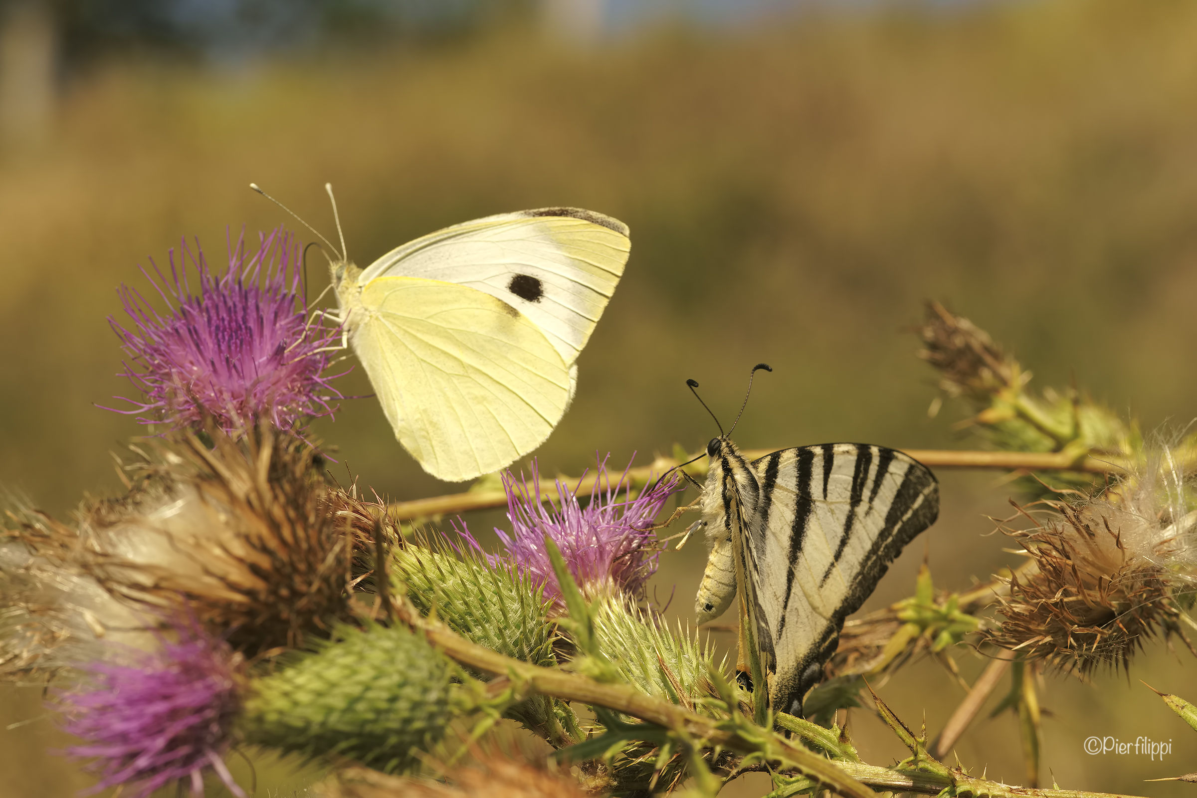 Breakfast at Tiffany's..