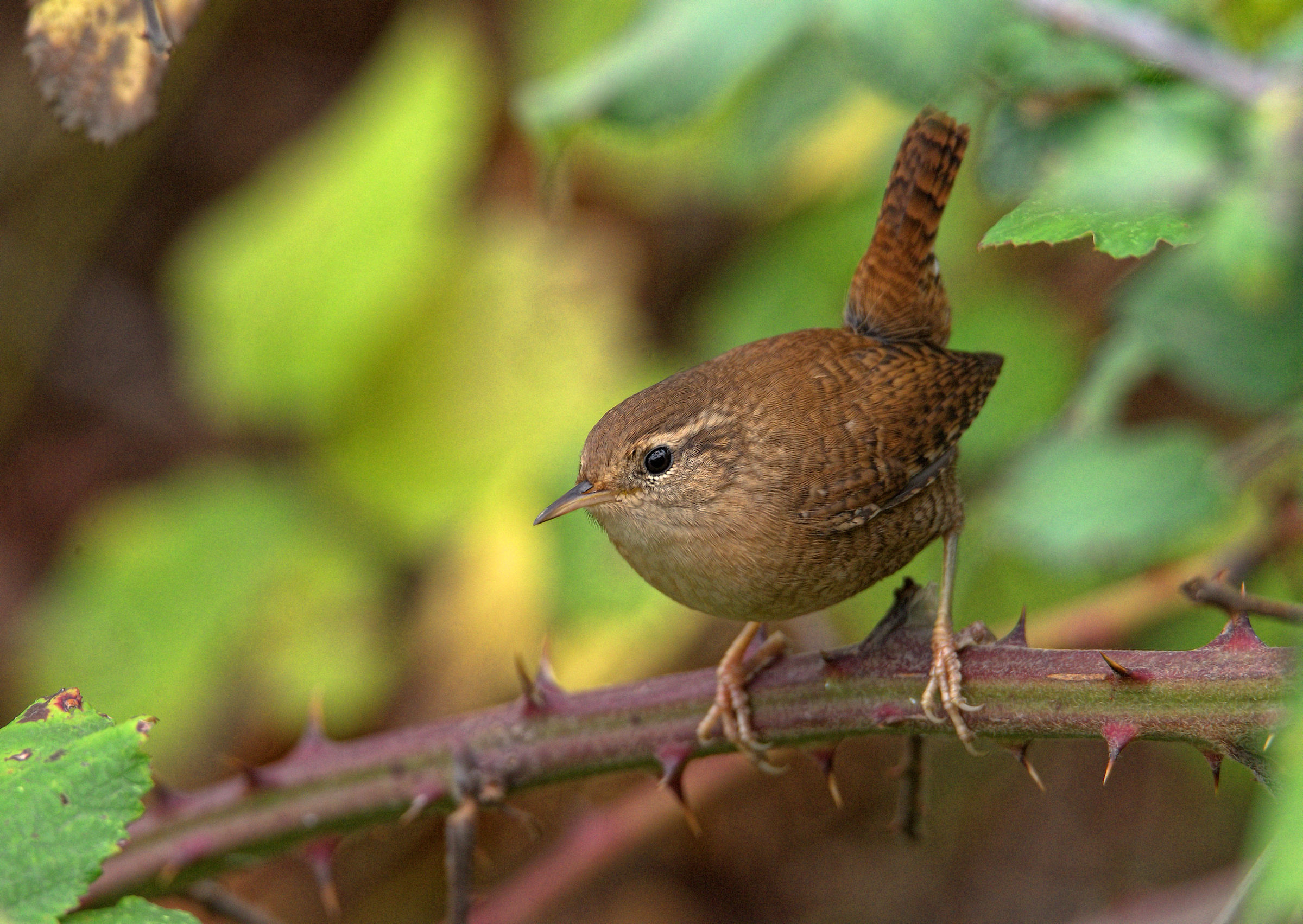 Wren
