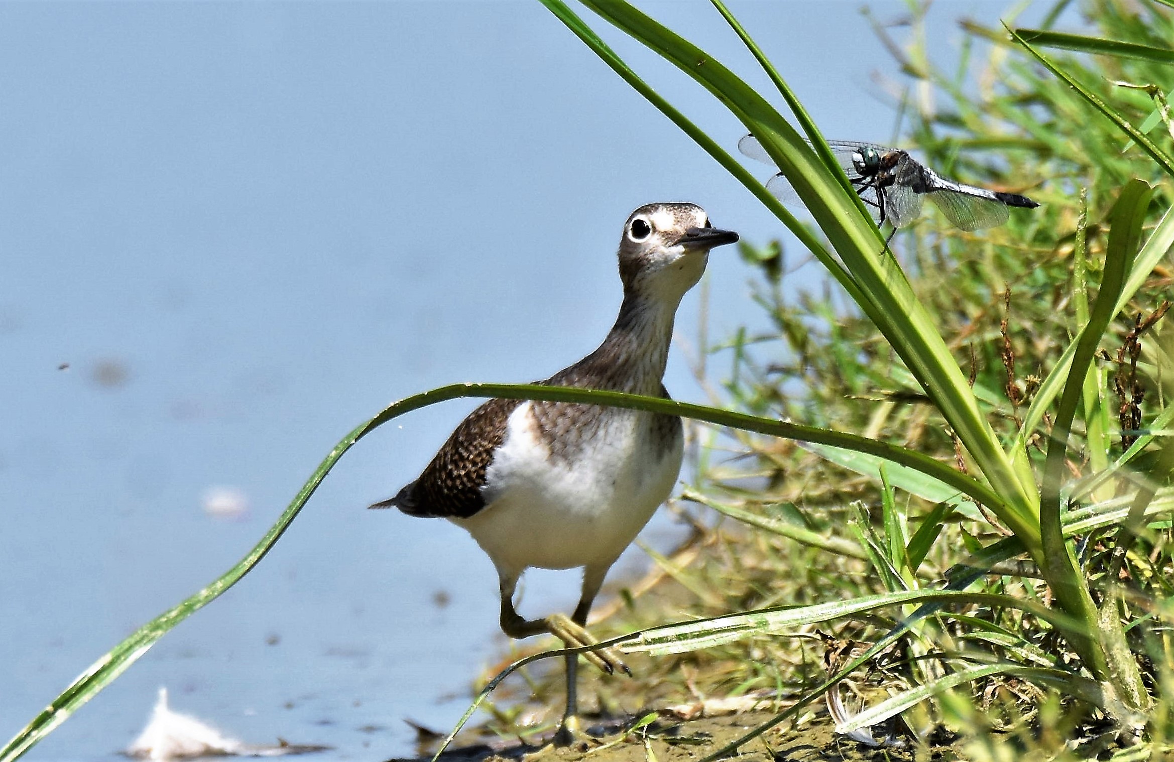 Piro piro piccolo e la libellula